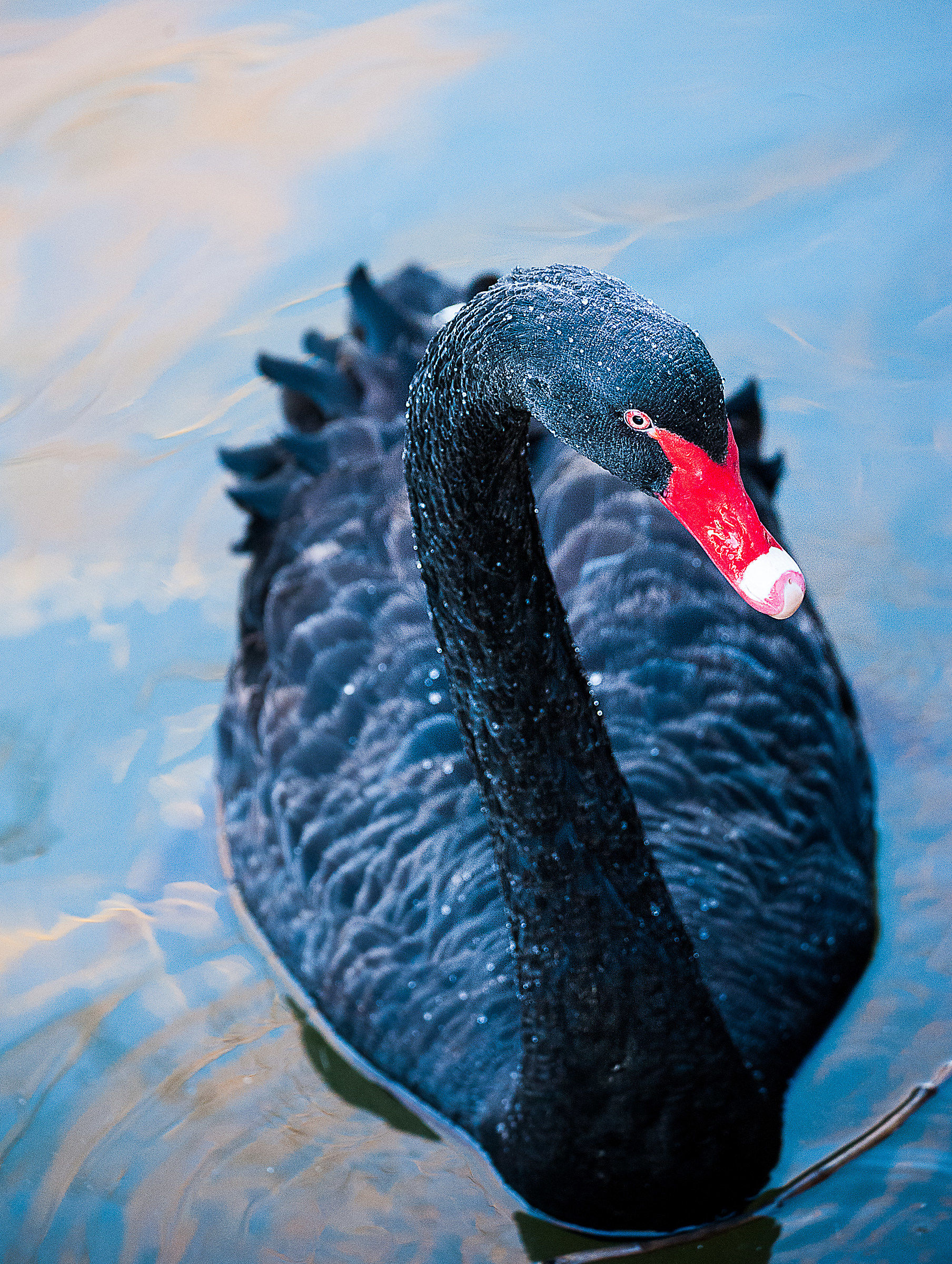 Black Swan
