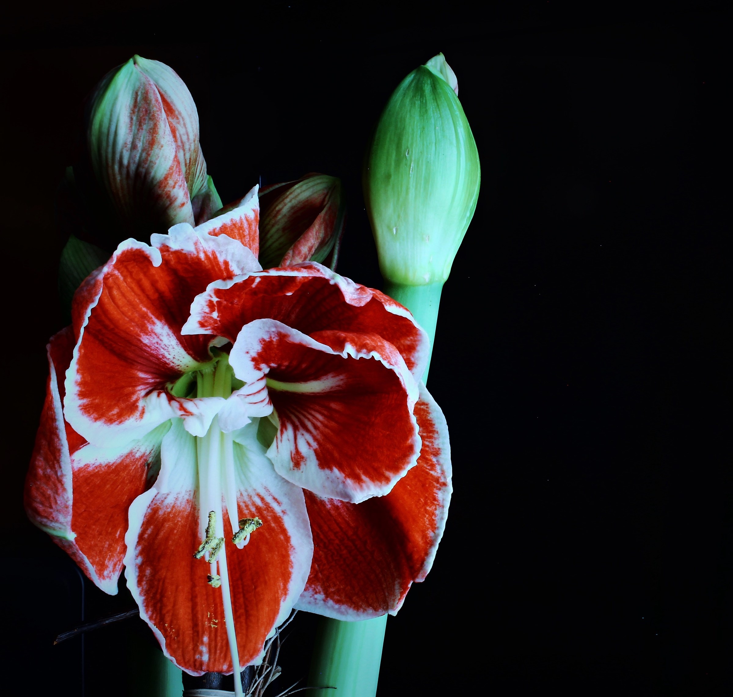 Delicatezza del colore