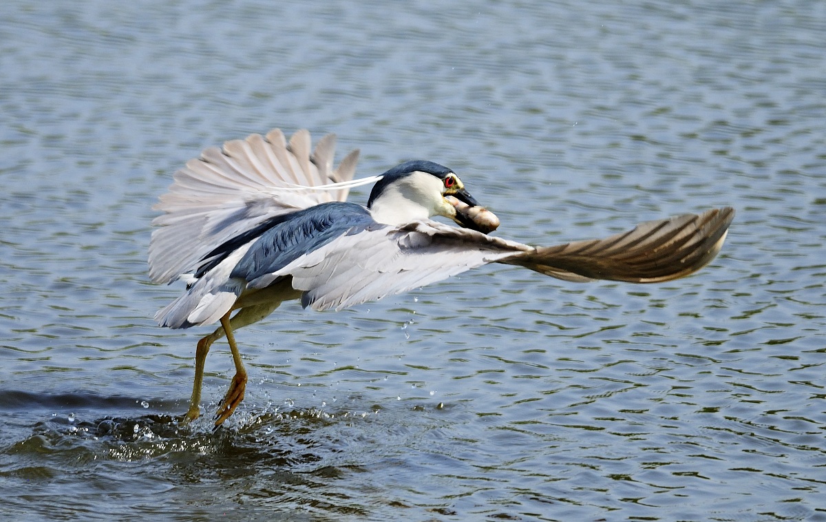 nitticora con preda 2