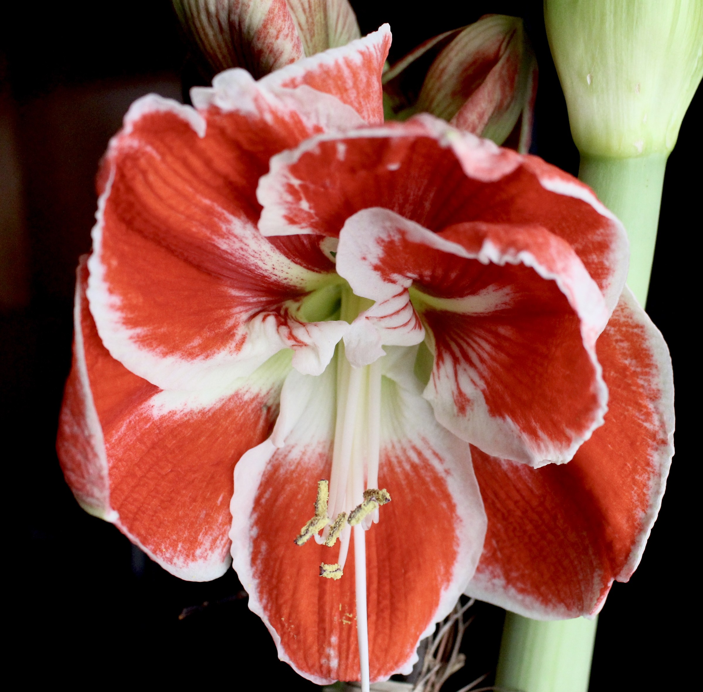 Hippeastrum