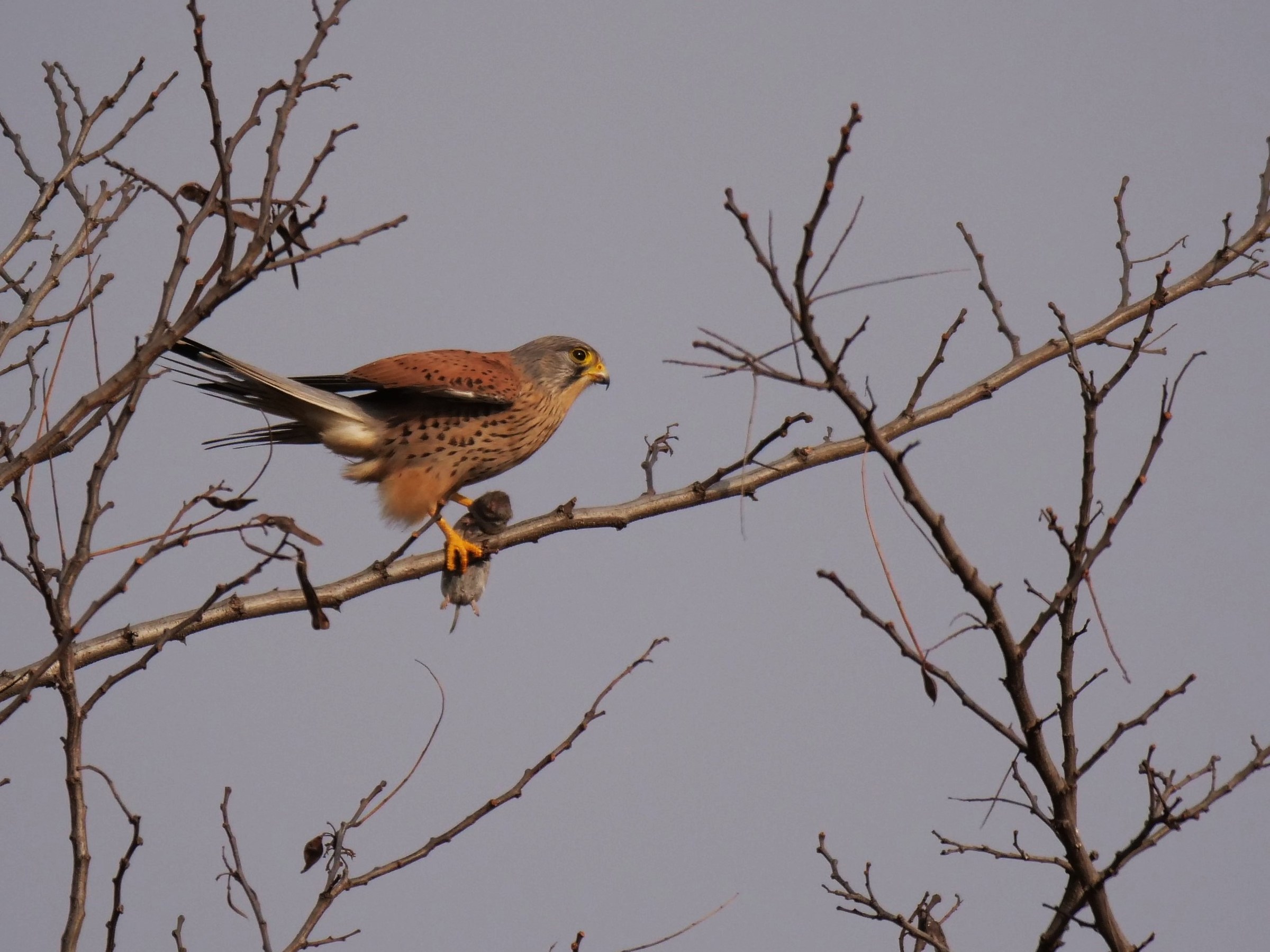 Kestrel (Falco tinnunculus) male