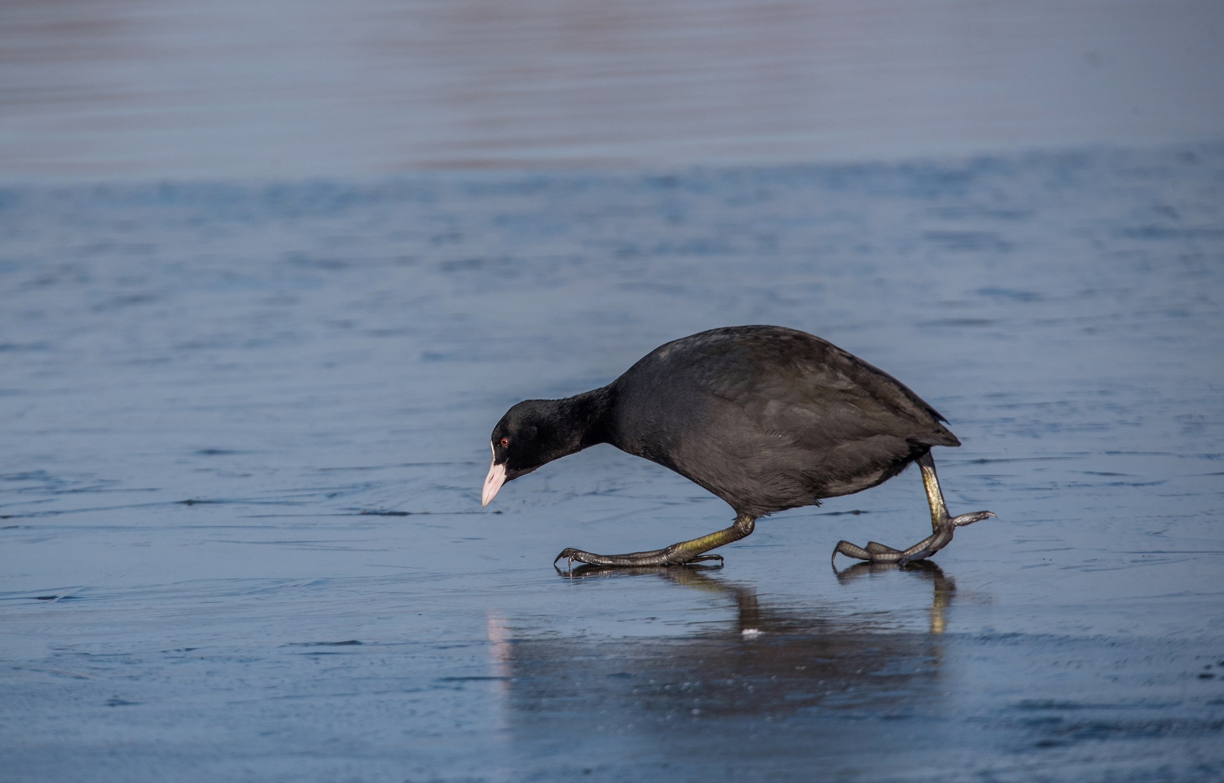 Coot on Ice