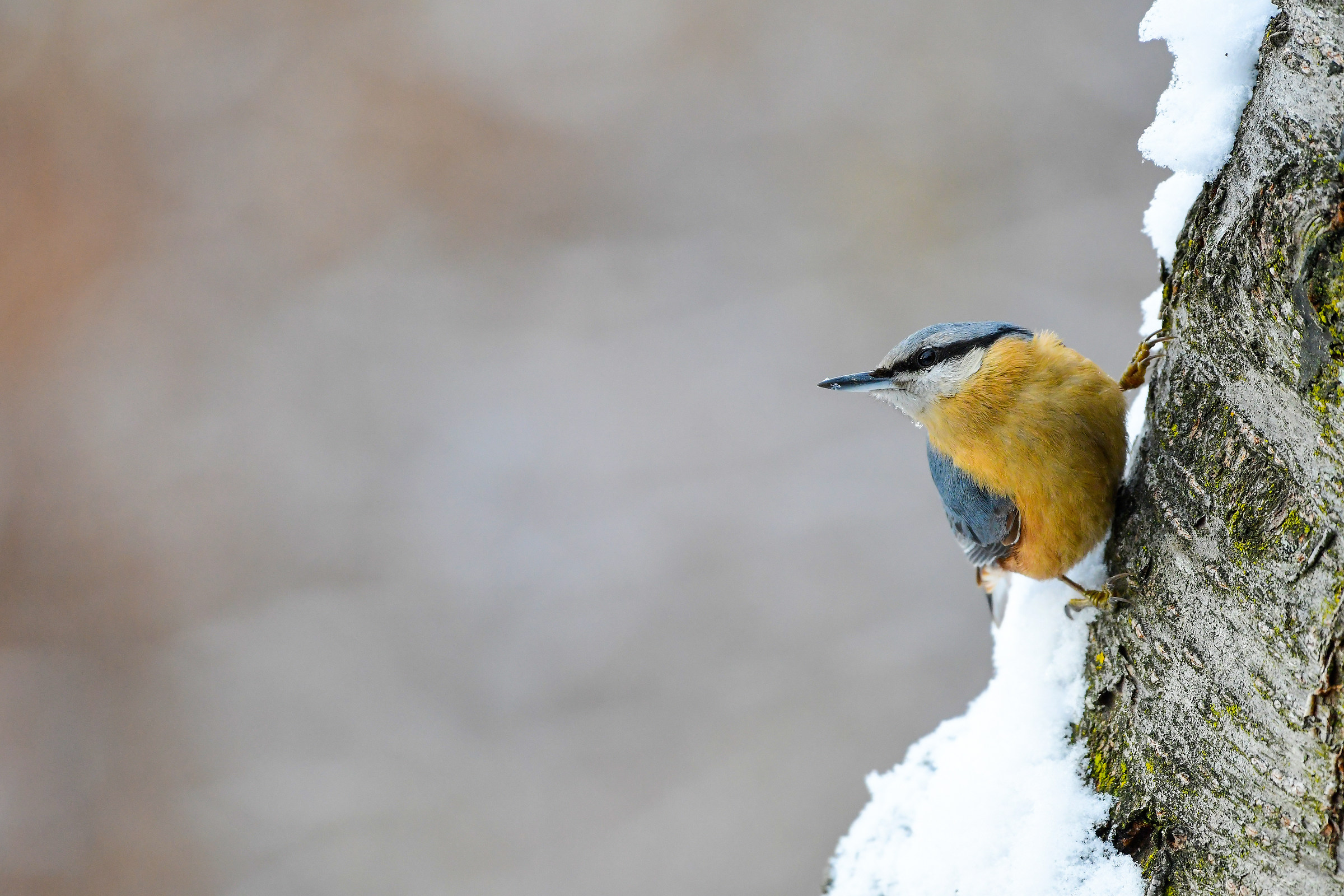Nuthatch with Snow