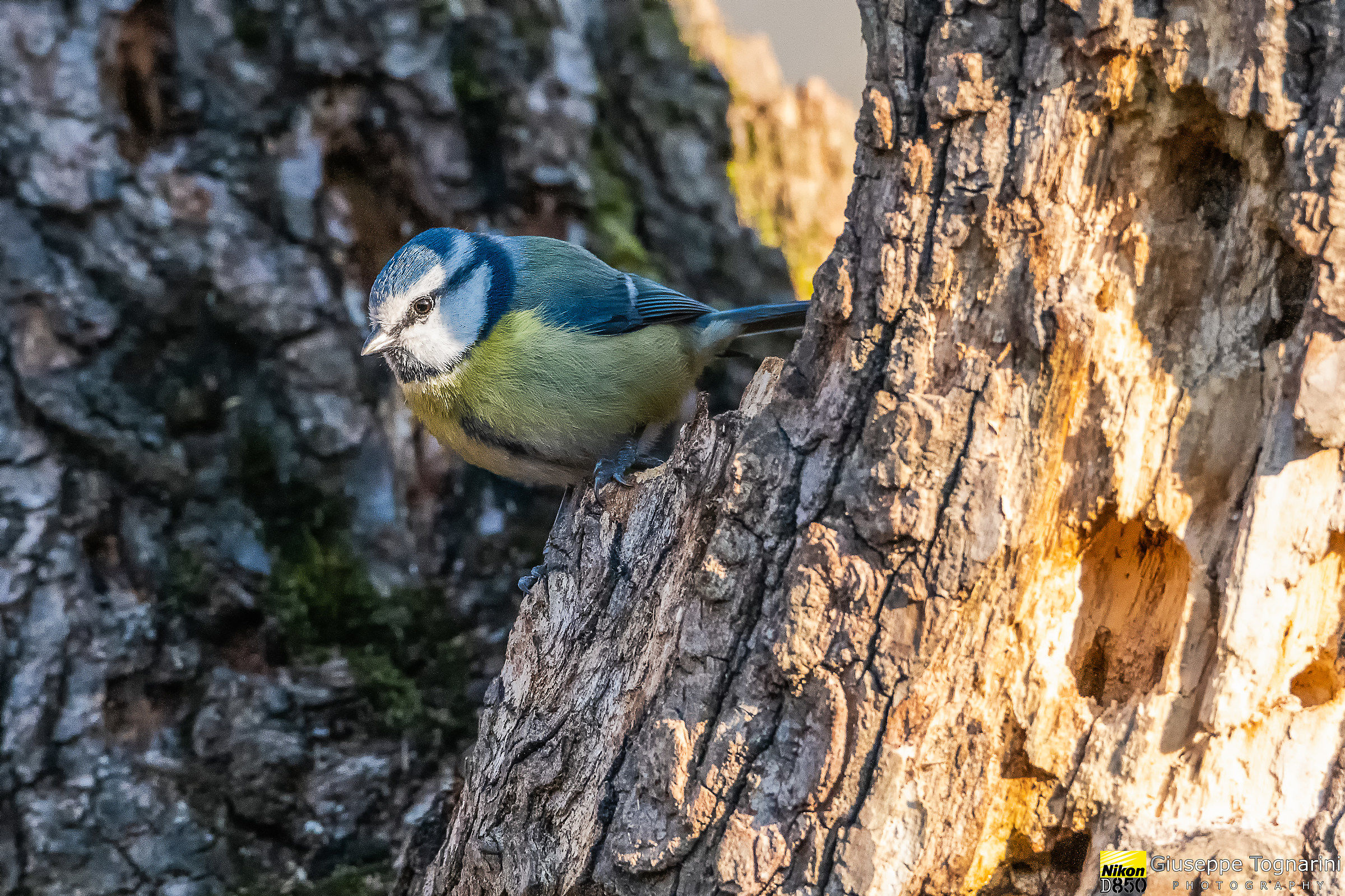 Cinciallegra (Parus major)