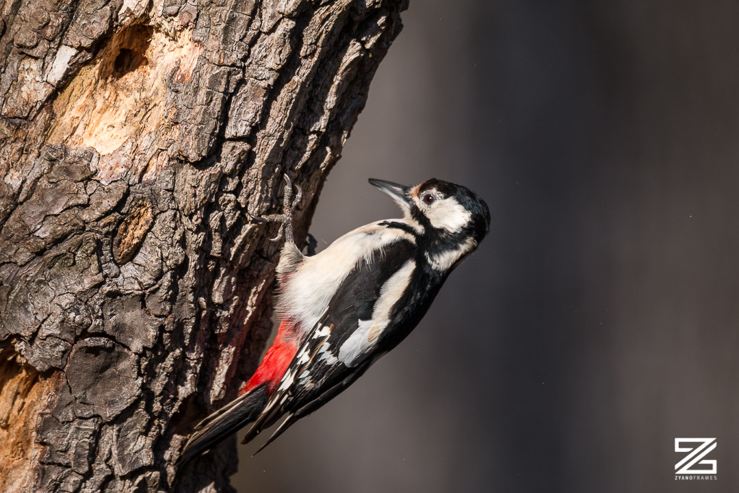 Big spotted Woodpeckers-Alviano Oasis