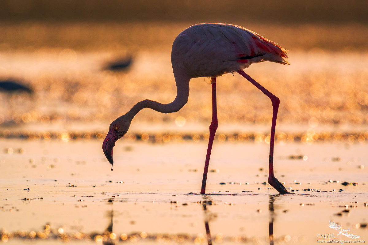The Pink Flamingos of the Buogniorno