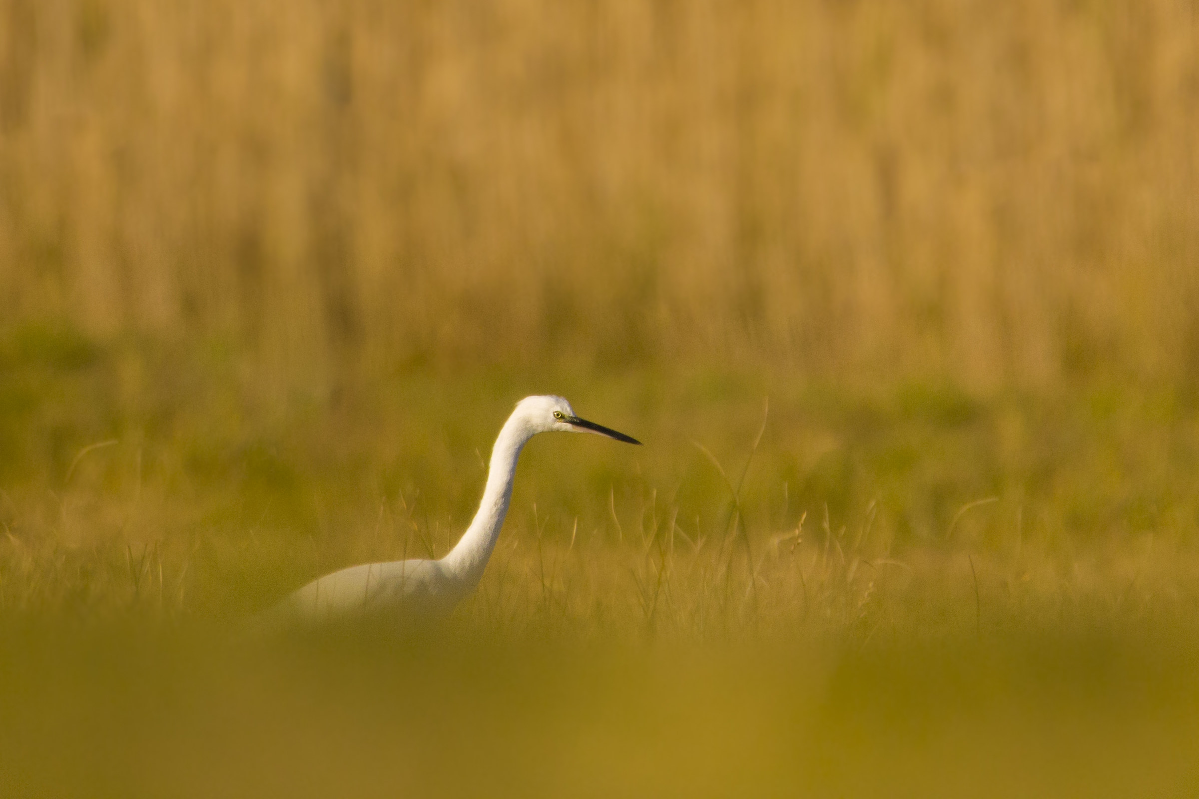 Egret