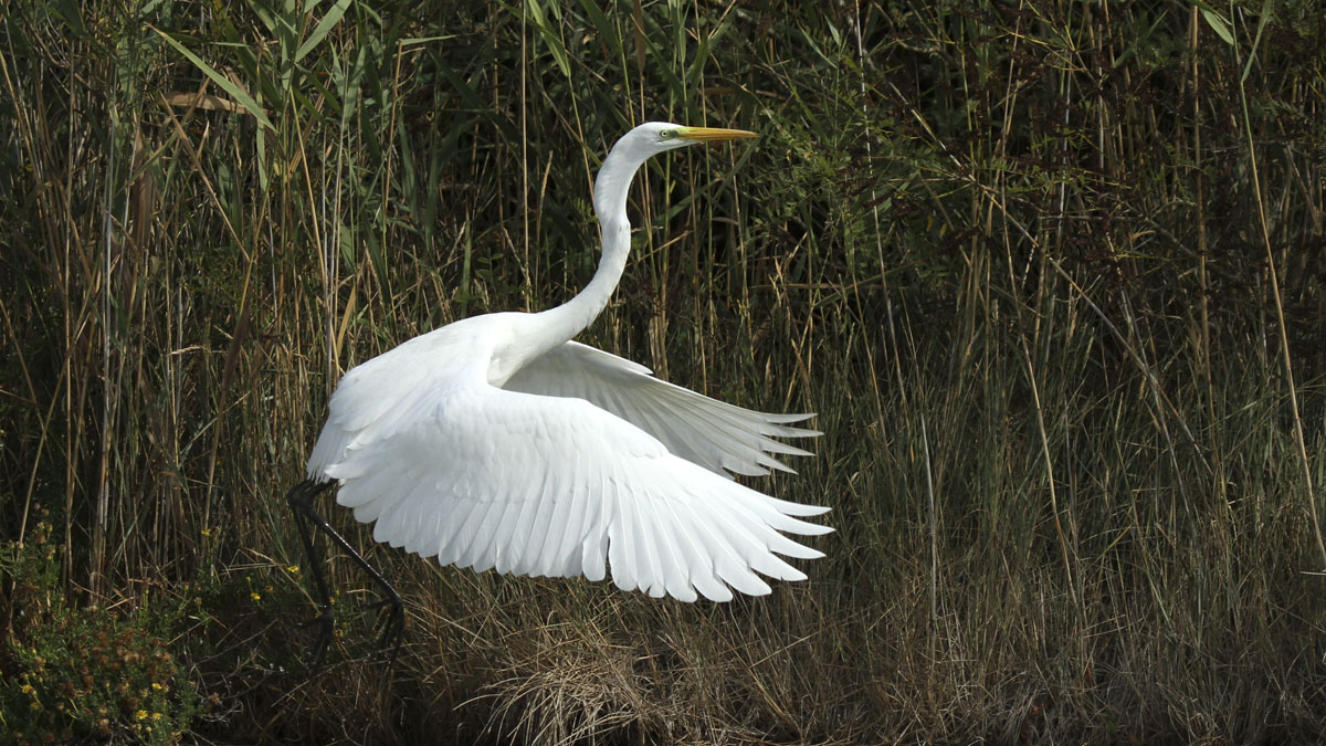 White Heron Major