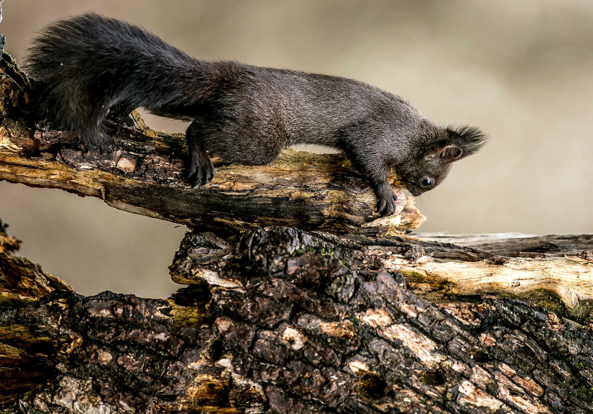 Common Black Squirrel