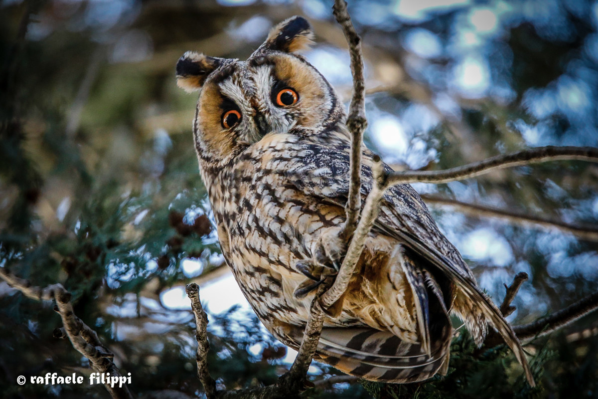 Gufo comune - Boschi vercellesi