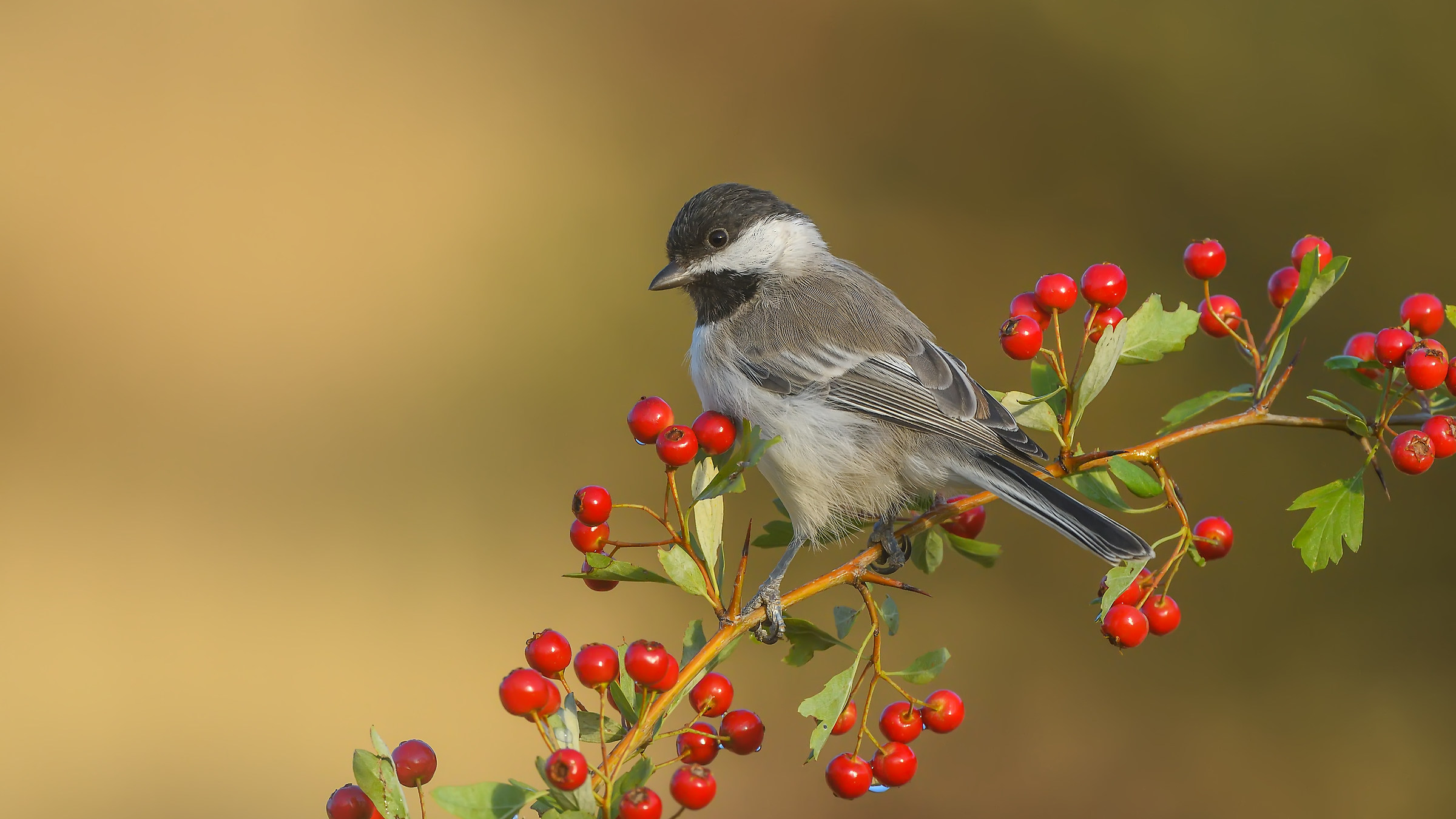 Akyanakl? ba?tankara » Poecile lugubris » Sombre...