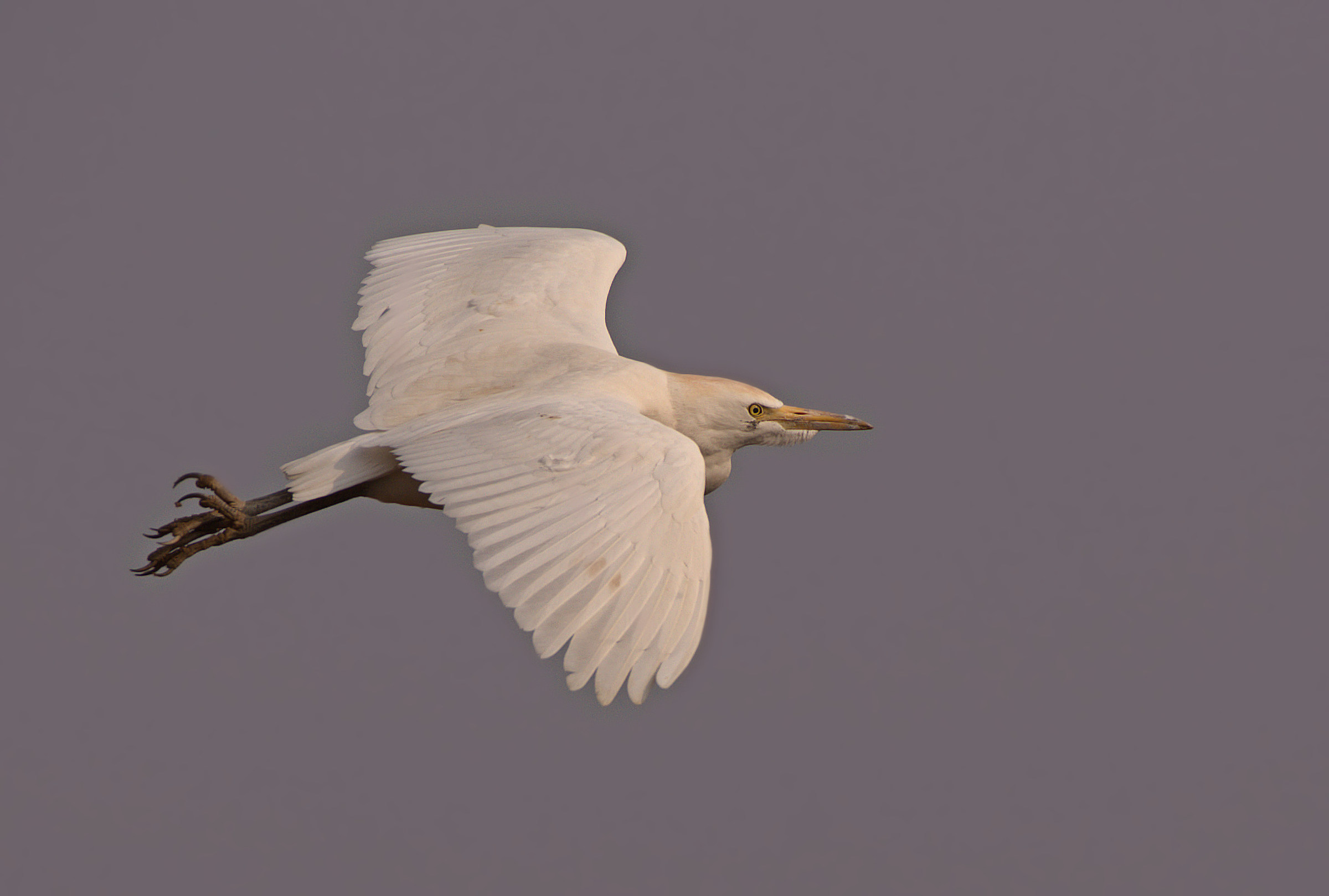 Cattle Egret