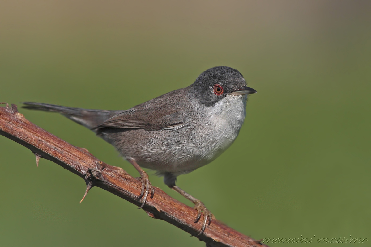 Occhiocotto F(Sylvia melanocephala)