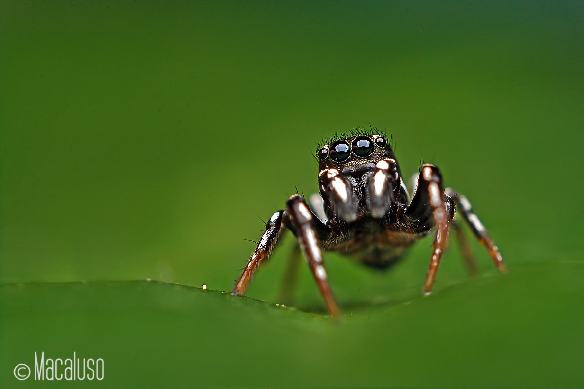 heliophanus apiatus (maschio)