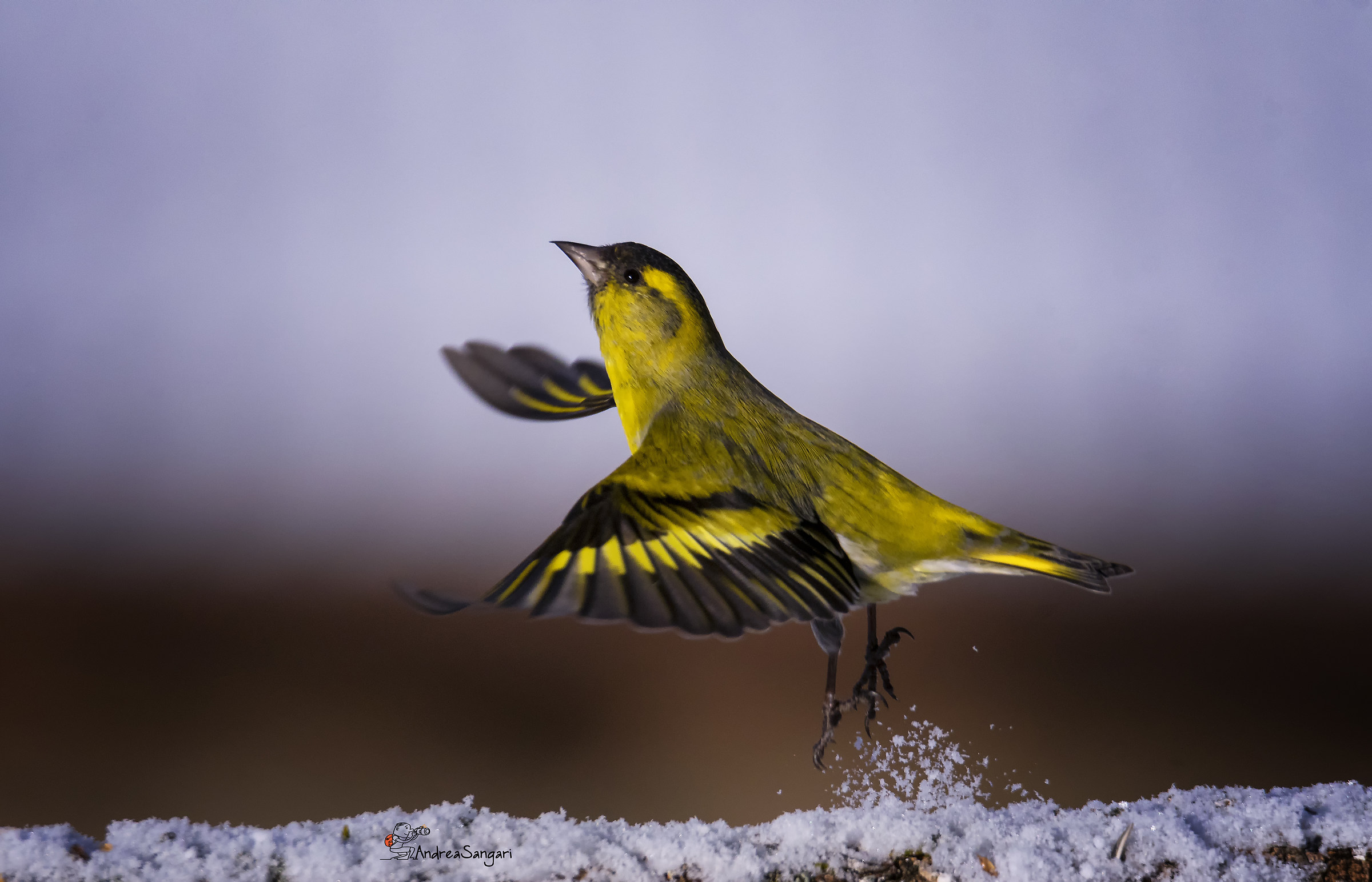 The detachment of the Siskin
