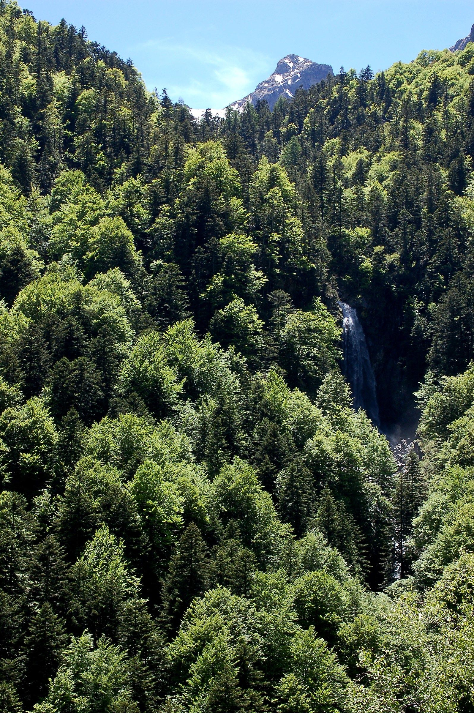 Strona_Cascata Valley and fir trees