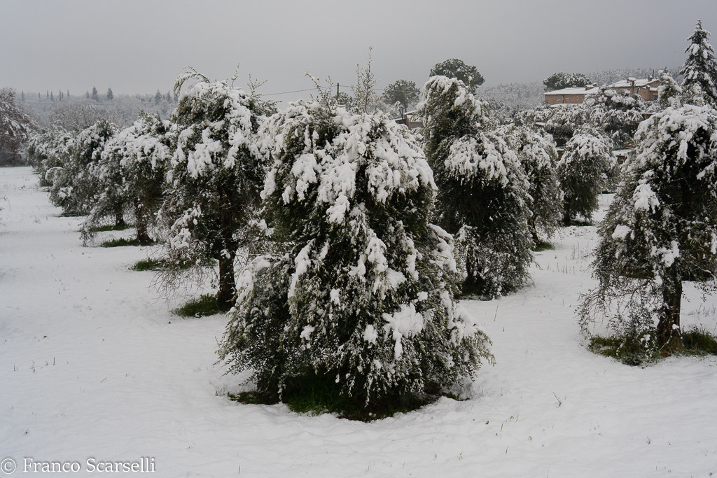 Olive trees or fir trees?