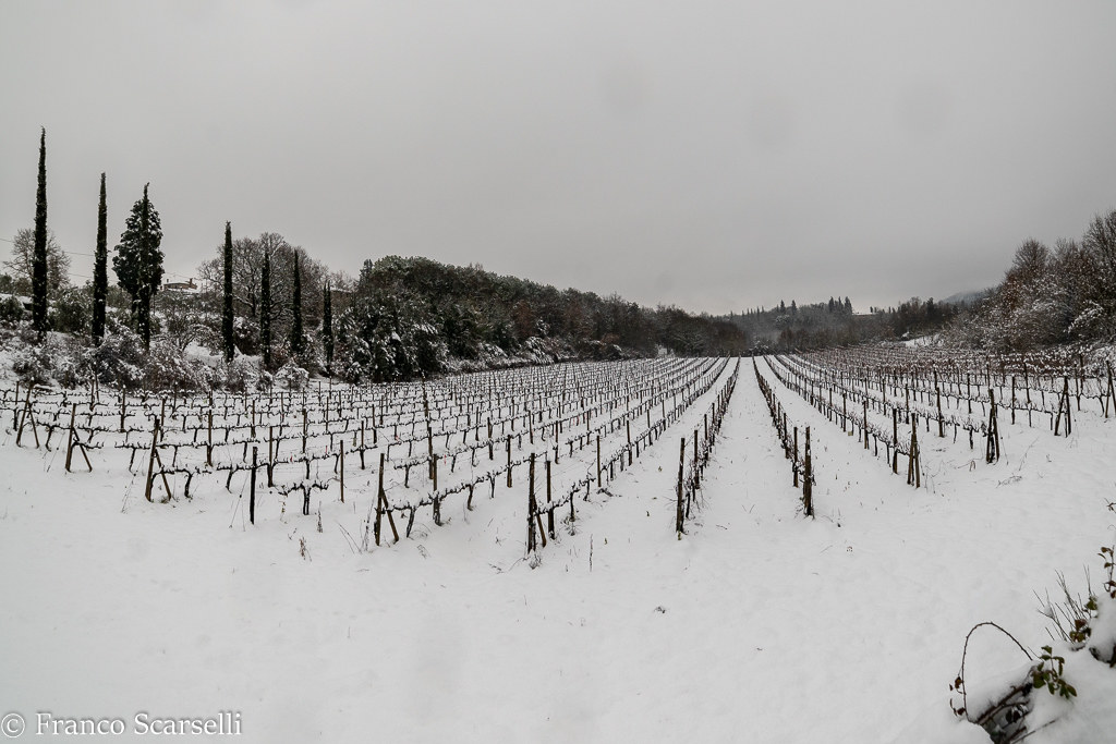 Vineyard in Ancaiano