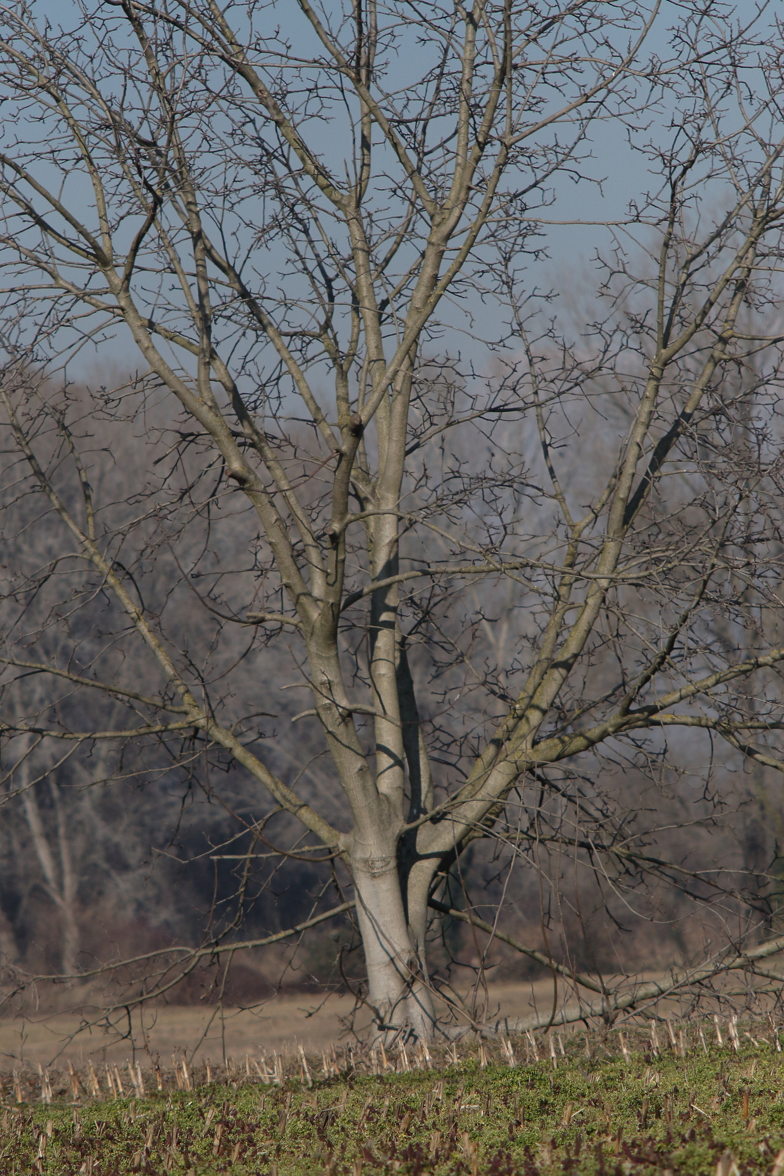 l'albero spoglio