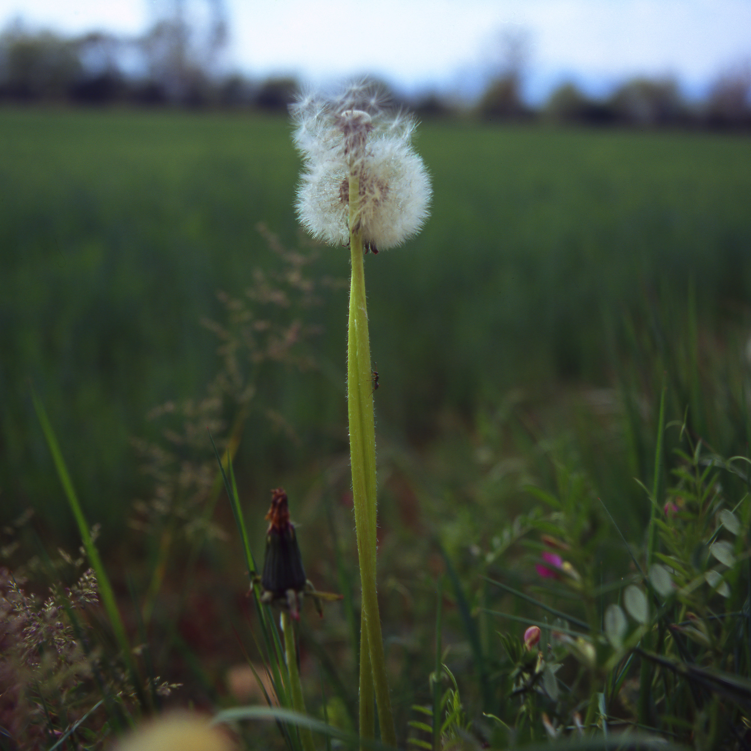 hasselblad 80mm lenti proxar dia kodak 100vs