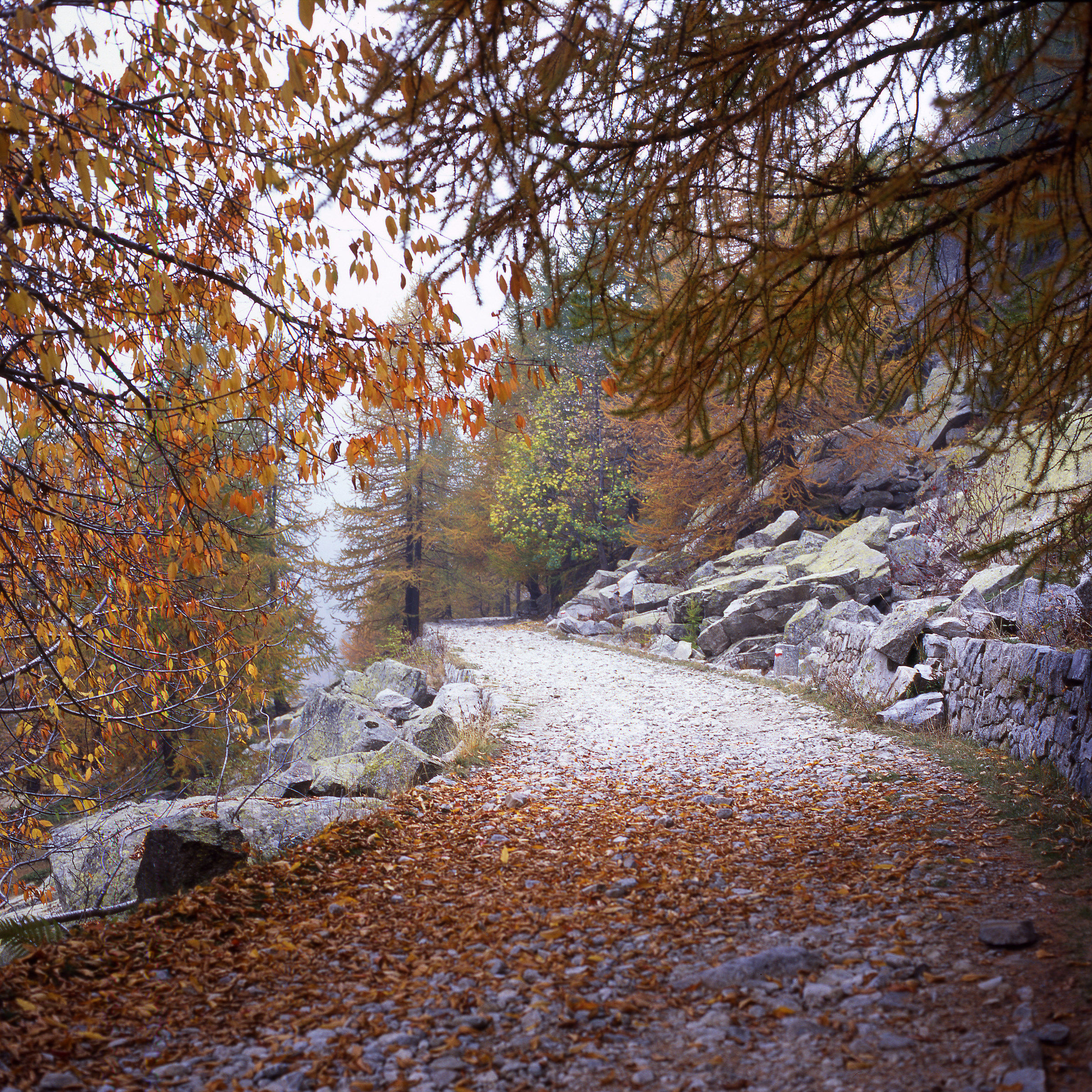 hasselblad 50 mm dia fuji velvia 100