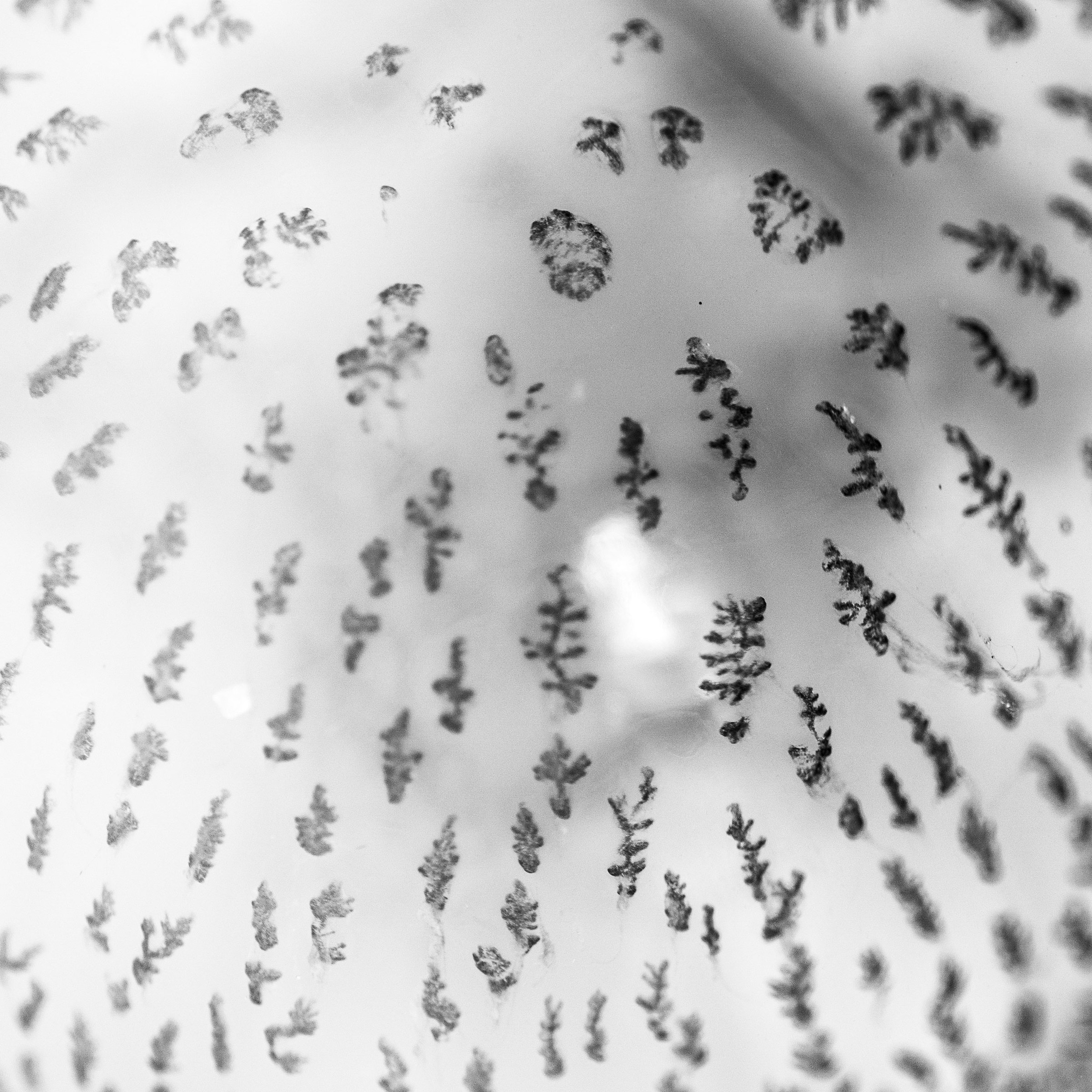 il pattern delle meduse