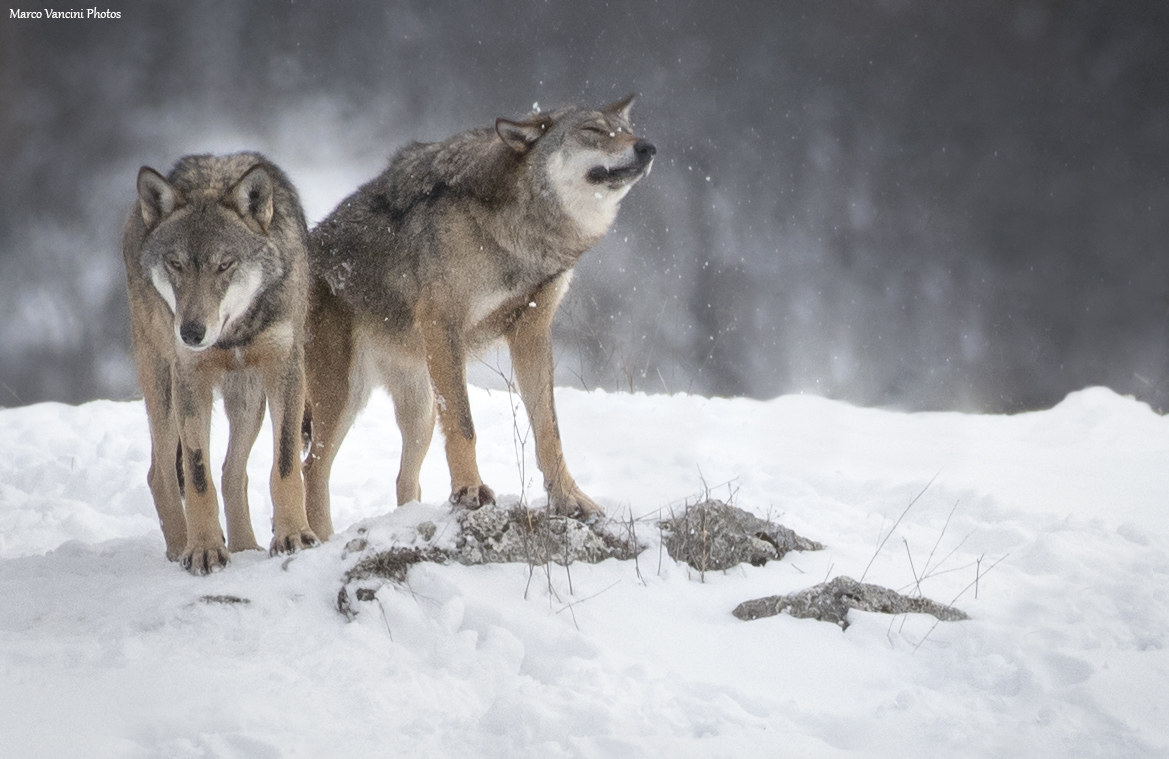 lupi nella neve