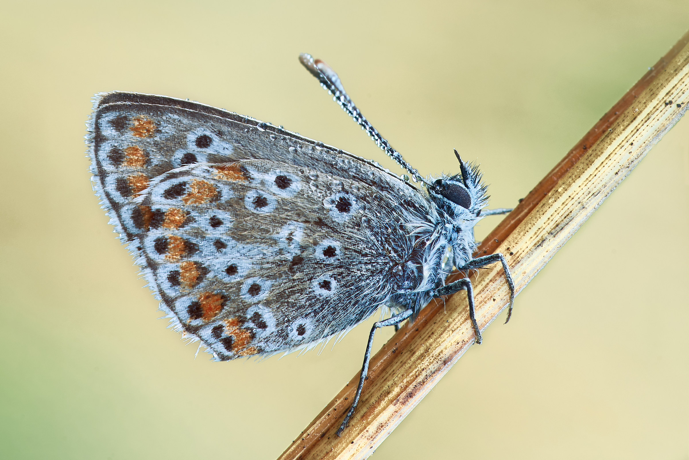 "aricia agestis" (Denis & Schiffermüller, 177...