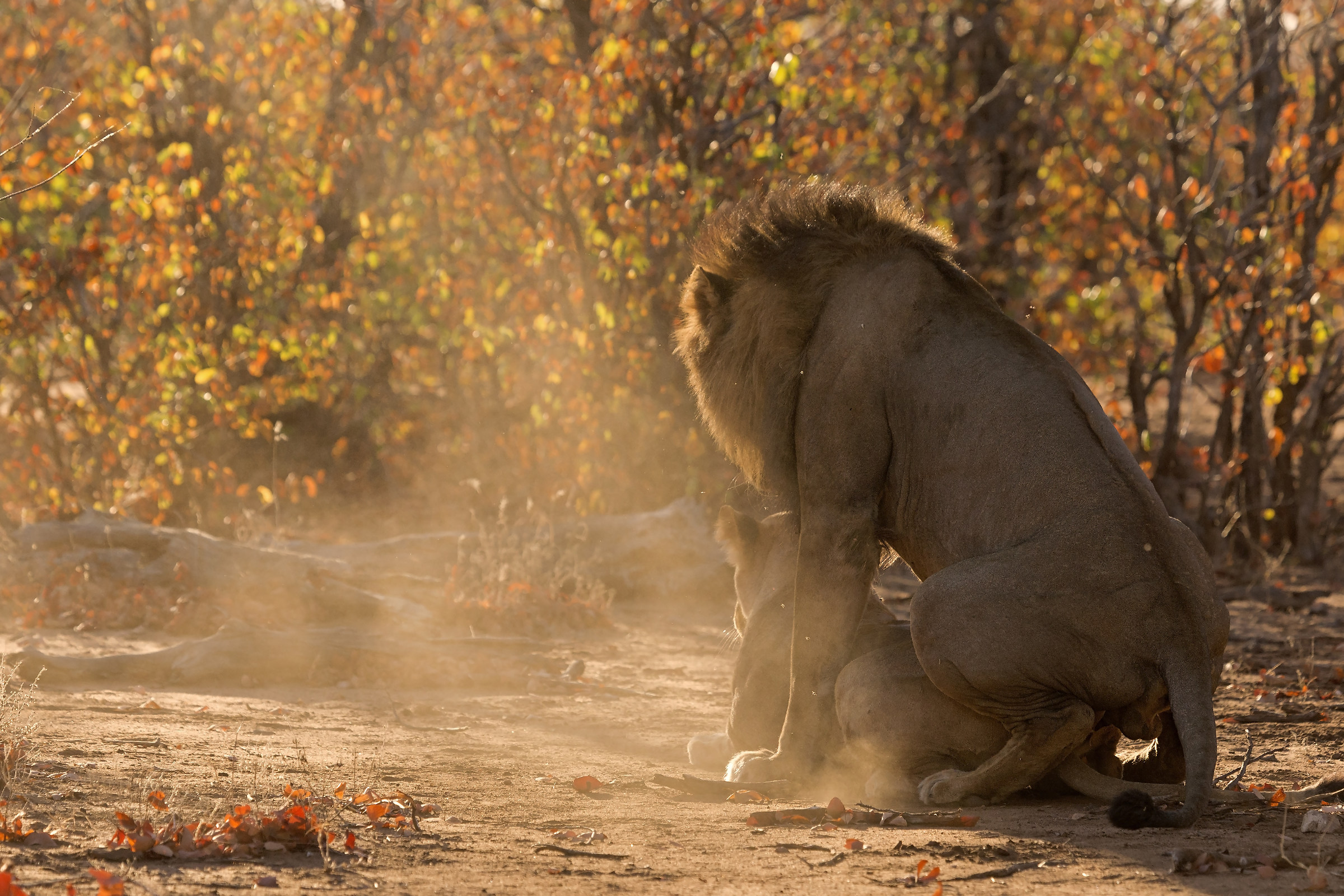 Magia al tramonto di Pafuri