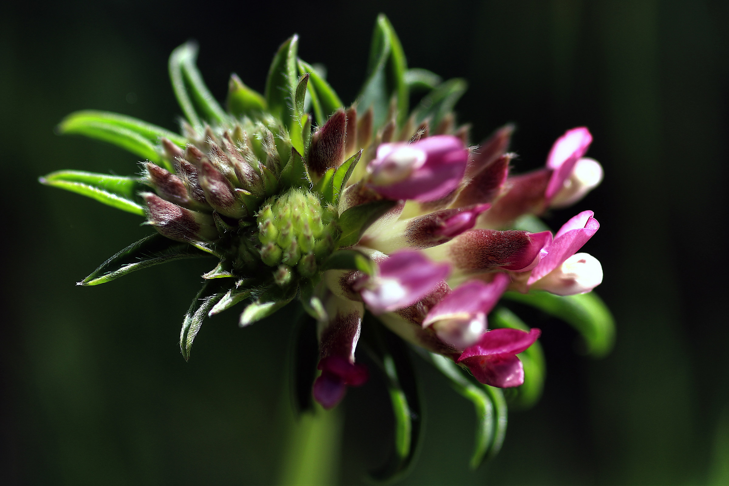 Nostalgia di primavera...