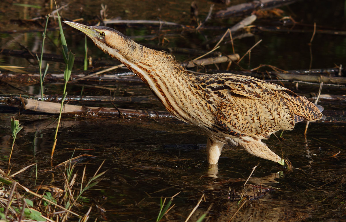 bittern