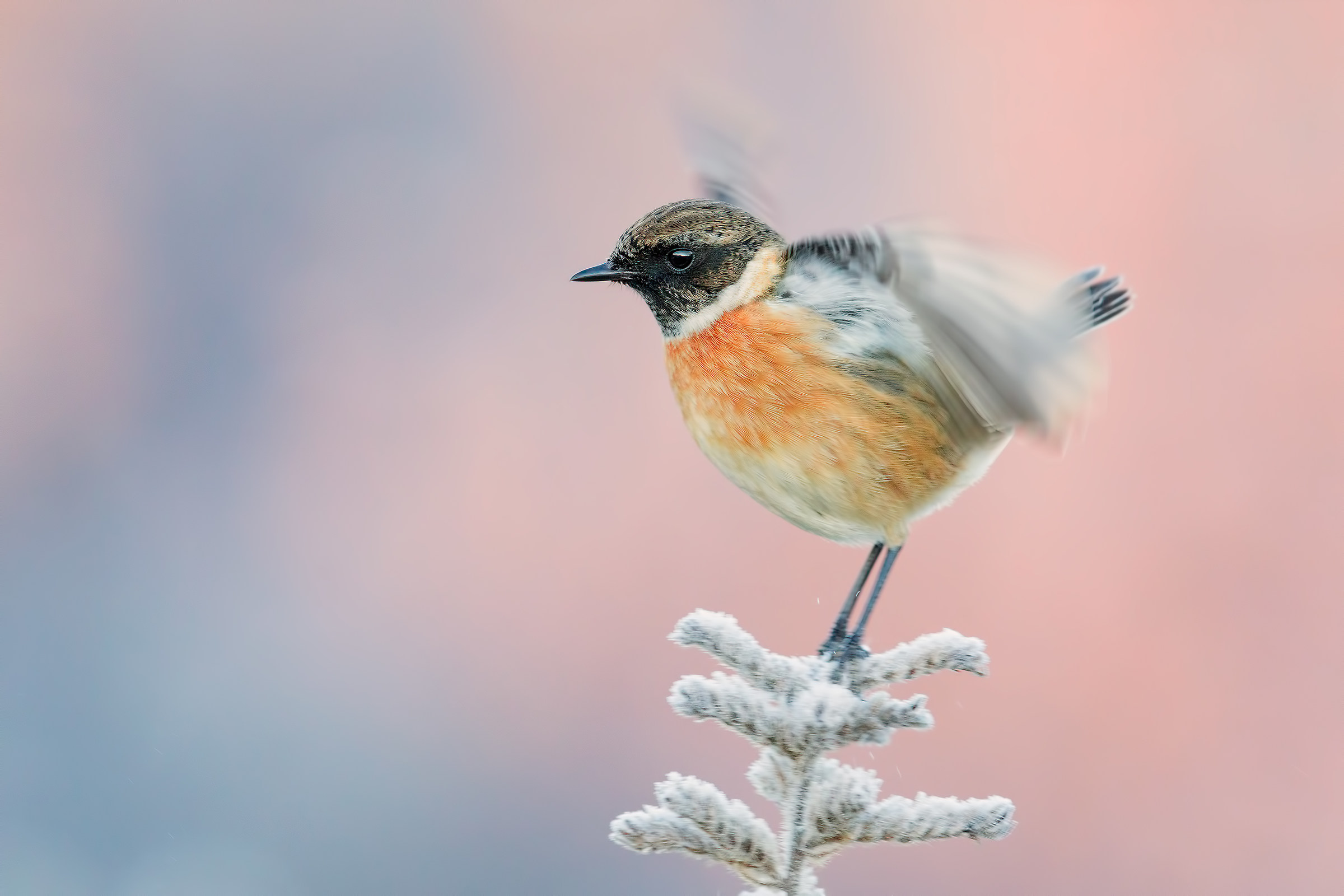 Only the Head (Saltimapalo)