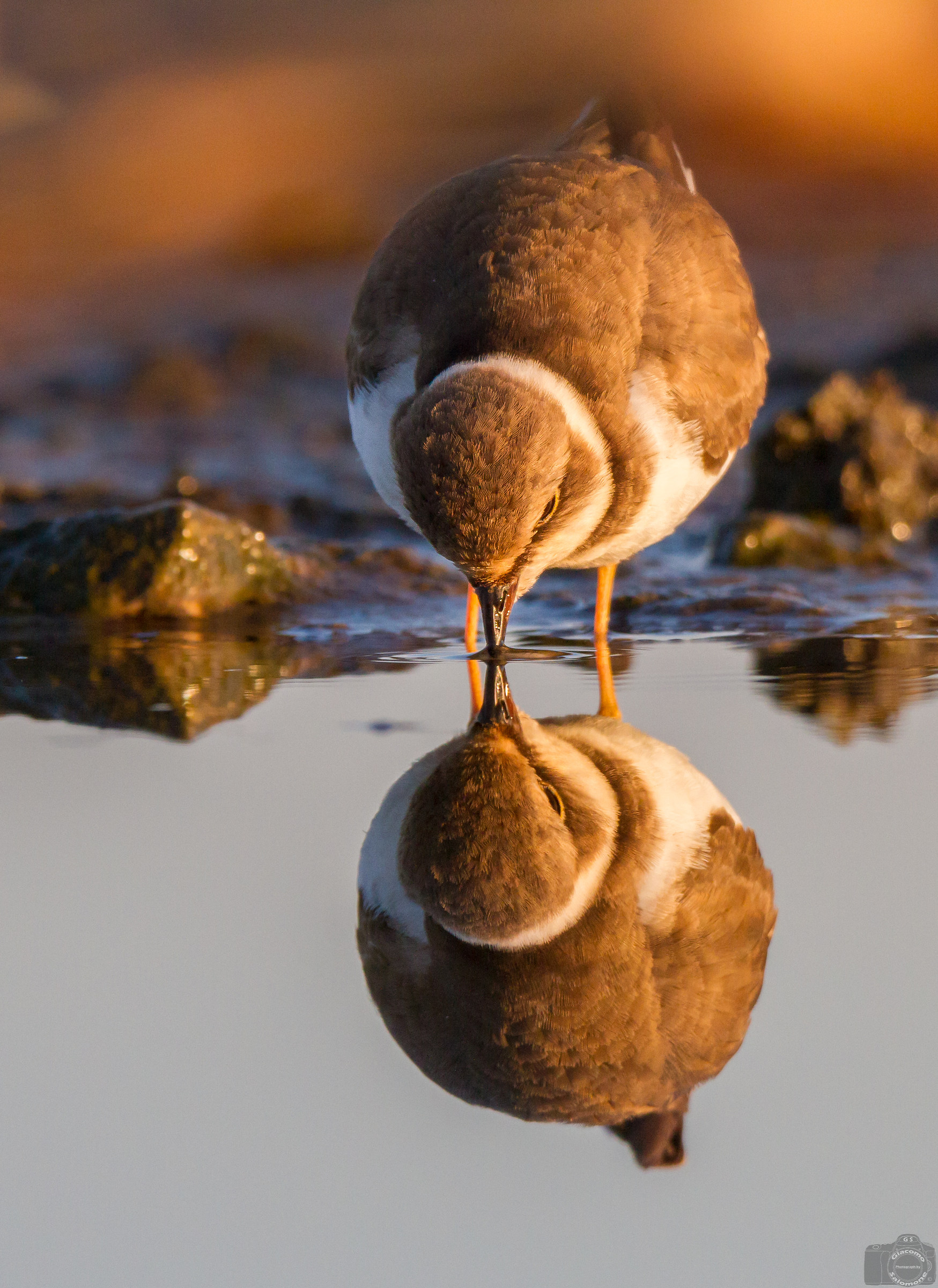 To be mirrored at dawn.. Small Courier