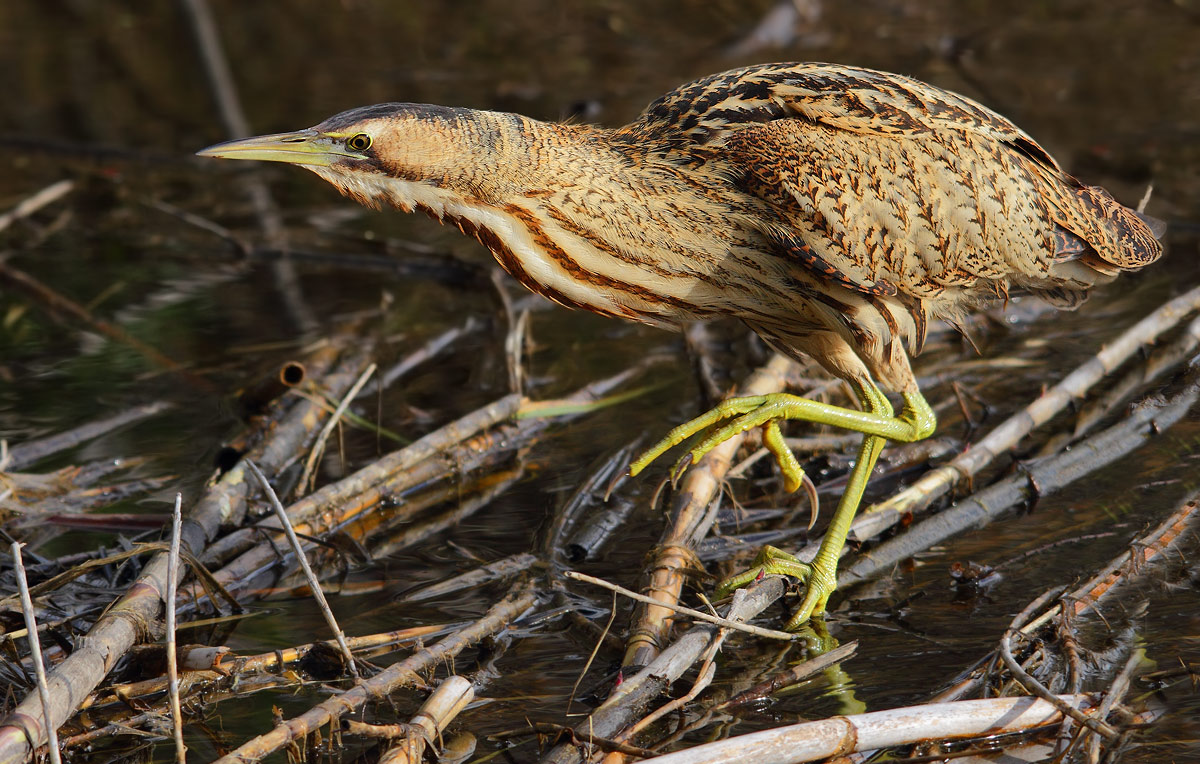 bittern