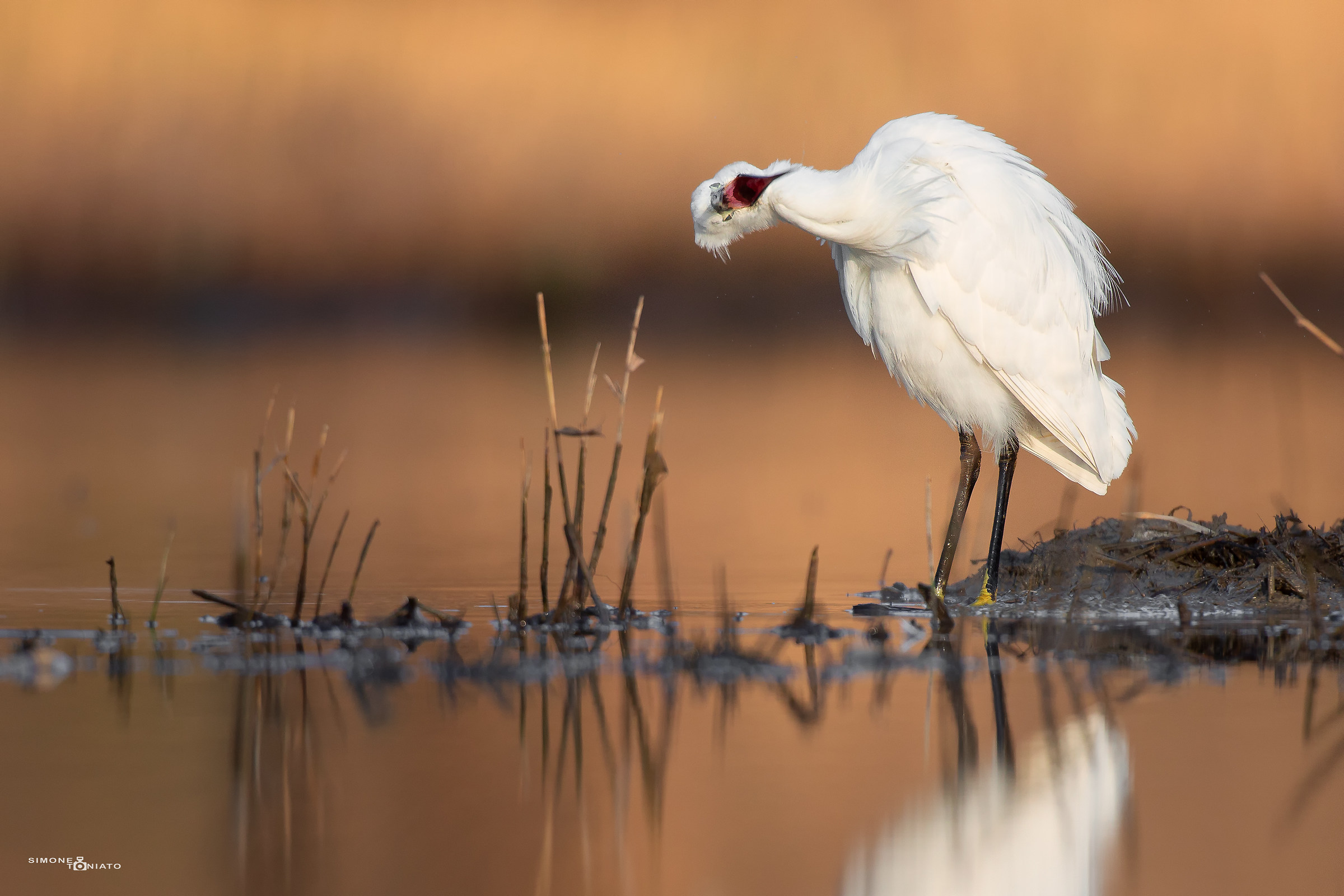 l'urlo della garzetta