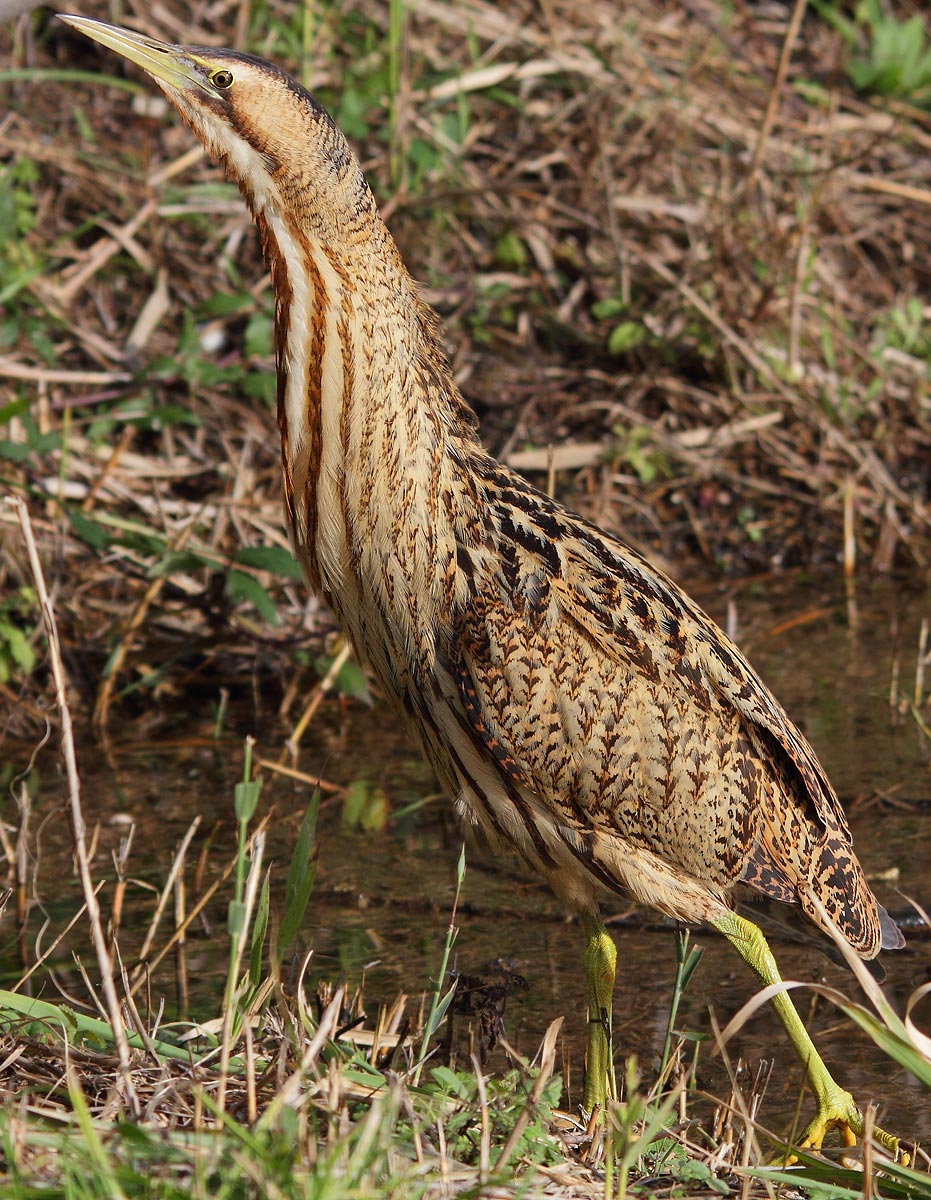 bittern
