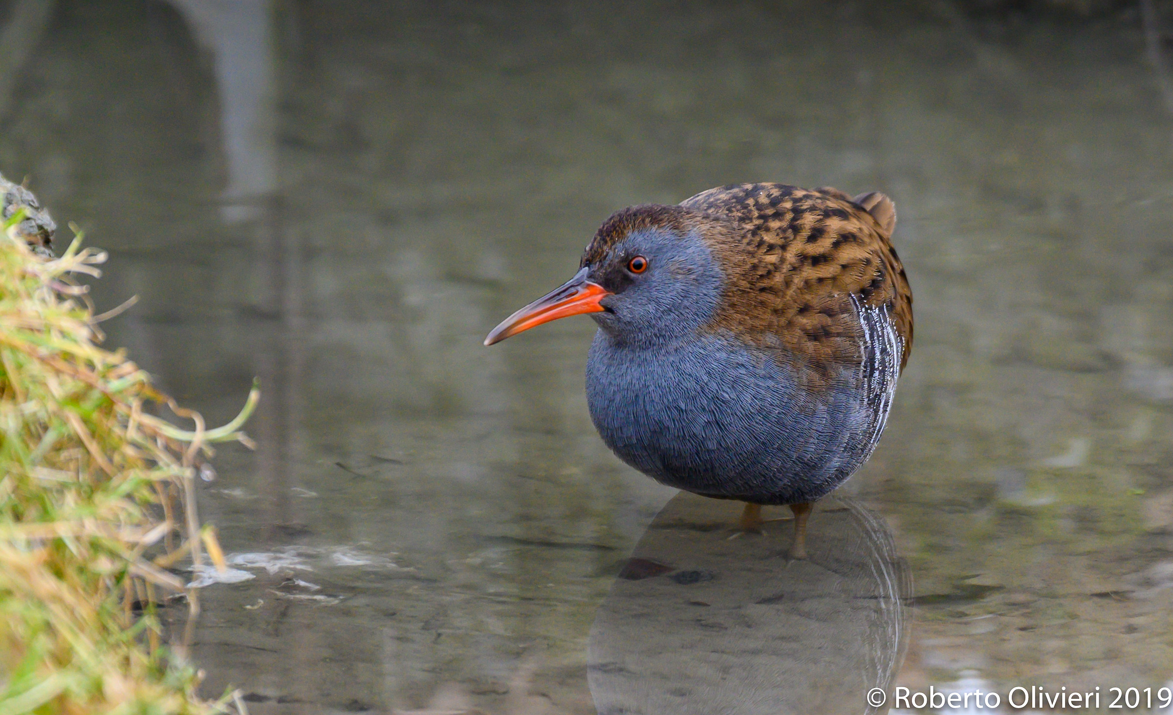 Porciglione (Rallus aquatucus)