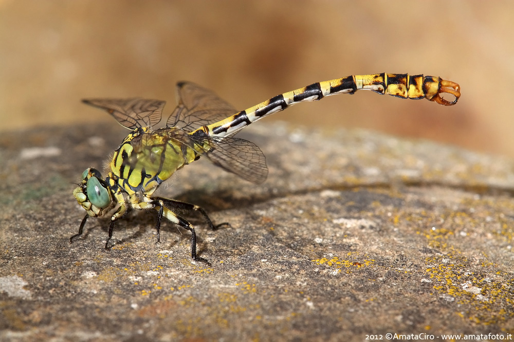Onychogomphus forcipatus (Linnaeus, 1758)