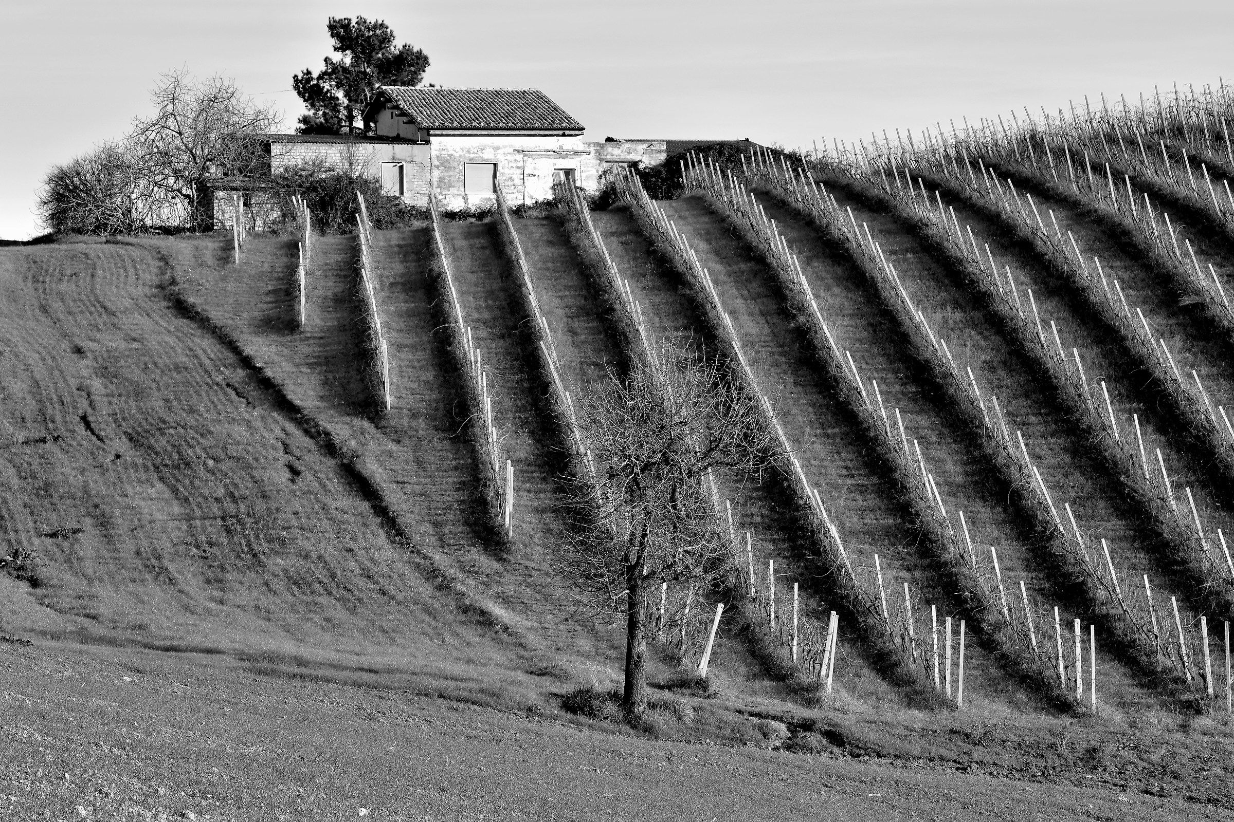 The Vineyard B&W