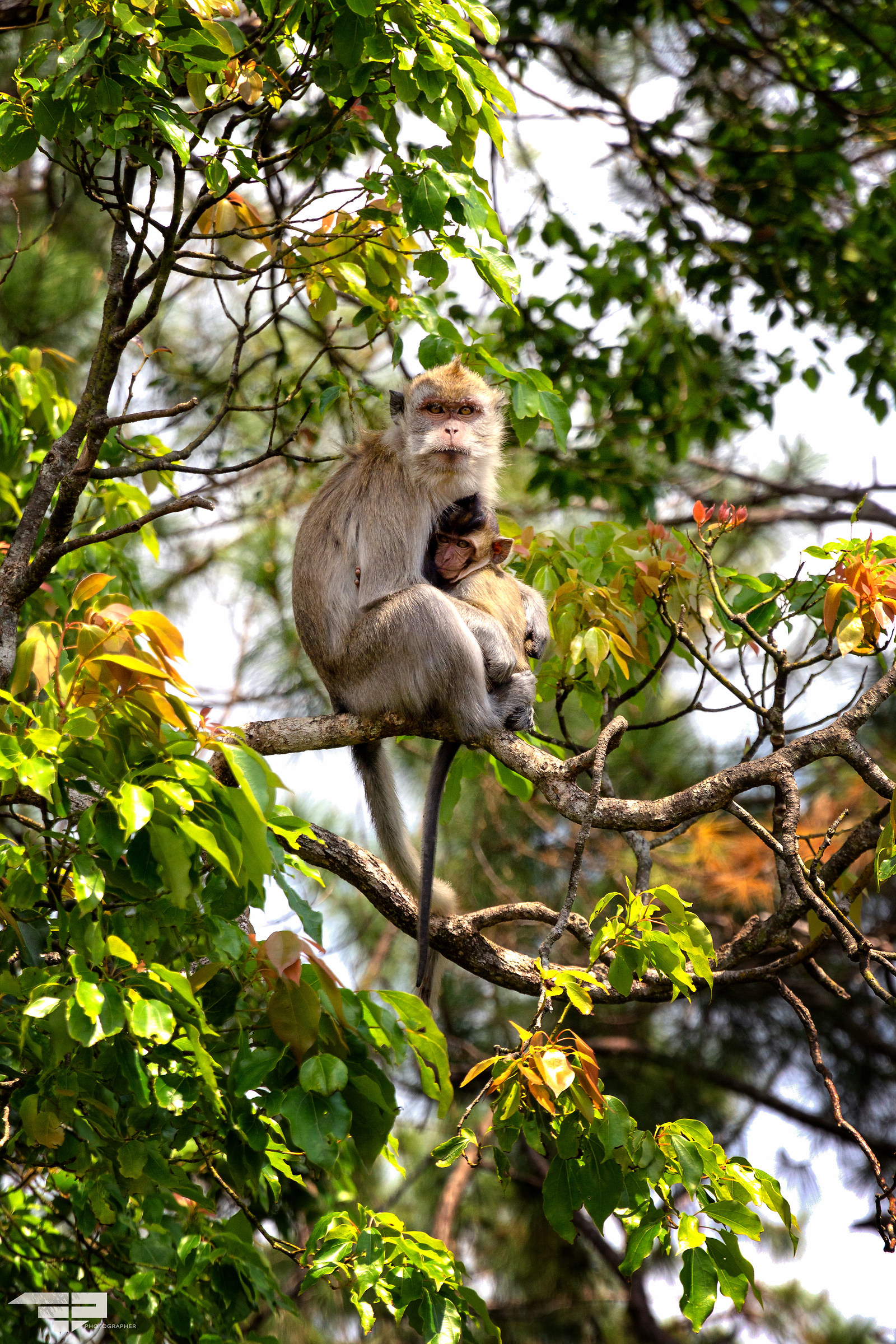 Mauritian Monkeys