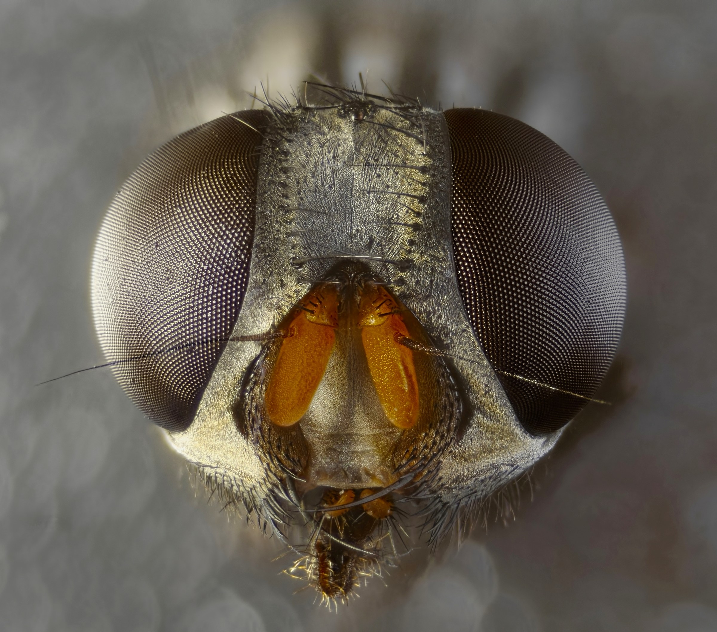 Musca domestica 4