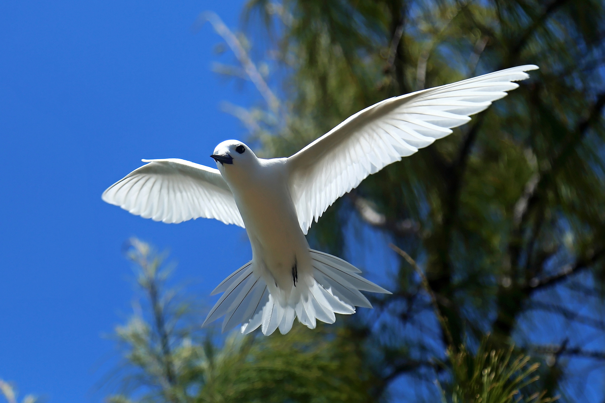 The Virgin Bird. Sterna bianca (Gygis alba)
