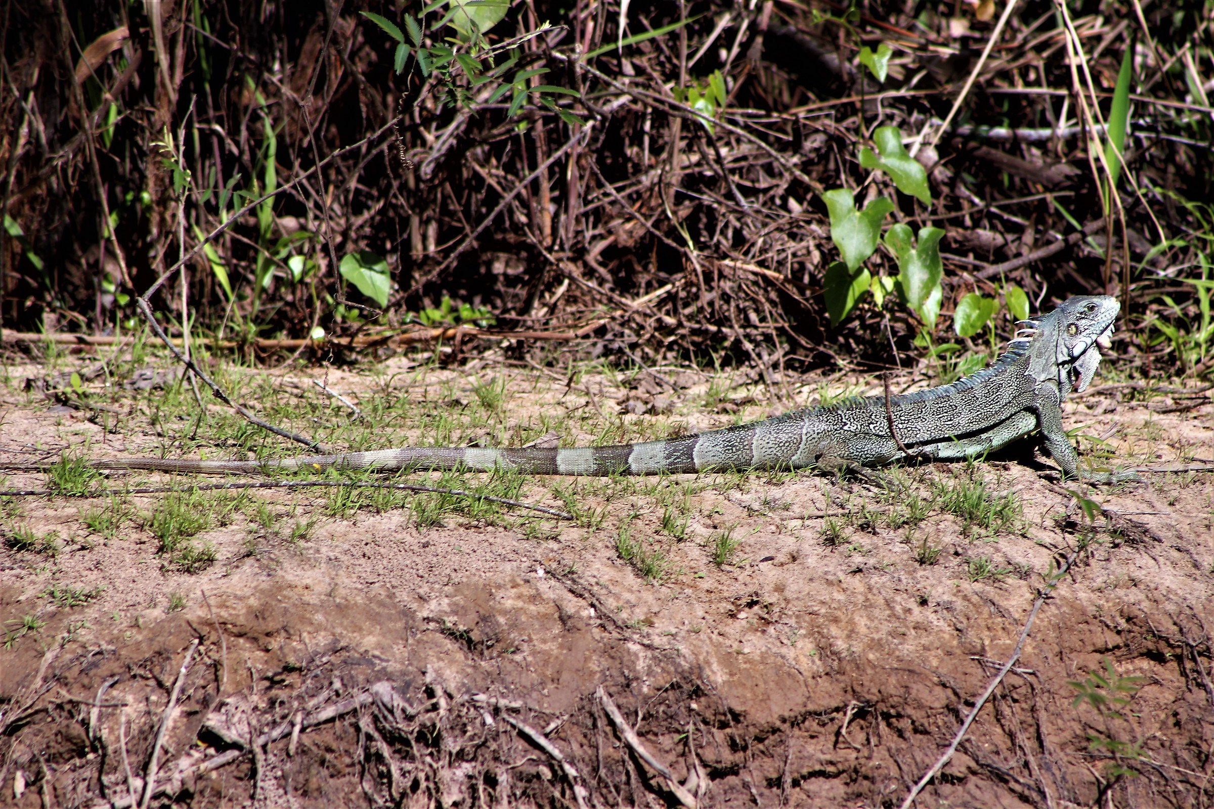 Iguana Verde