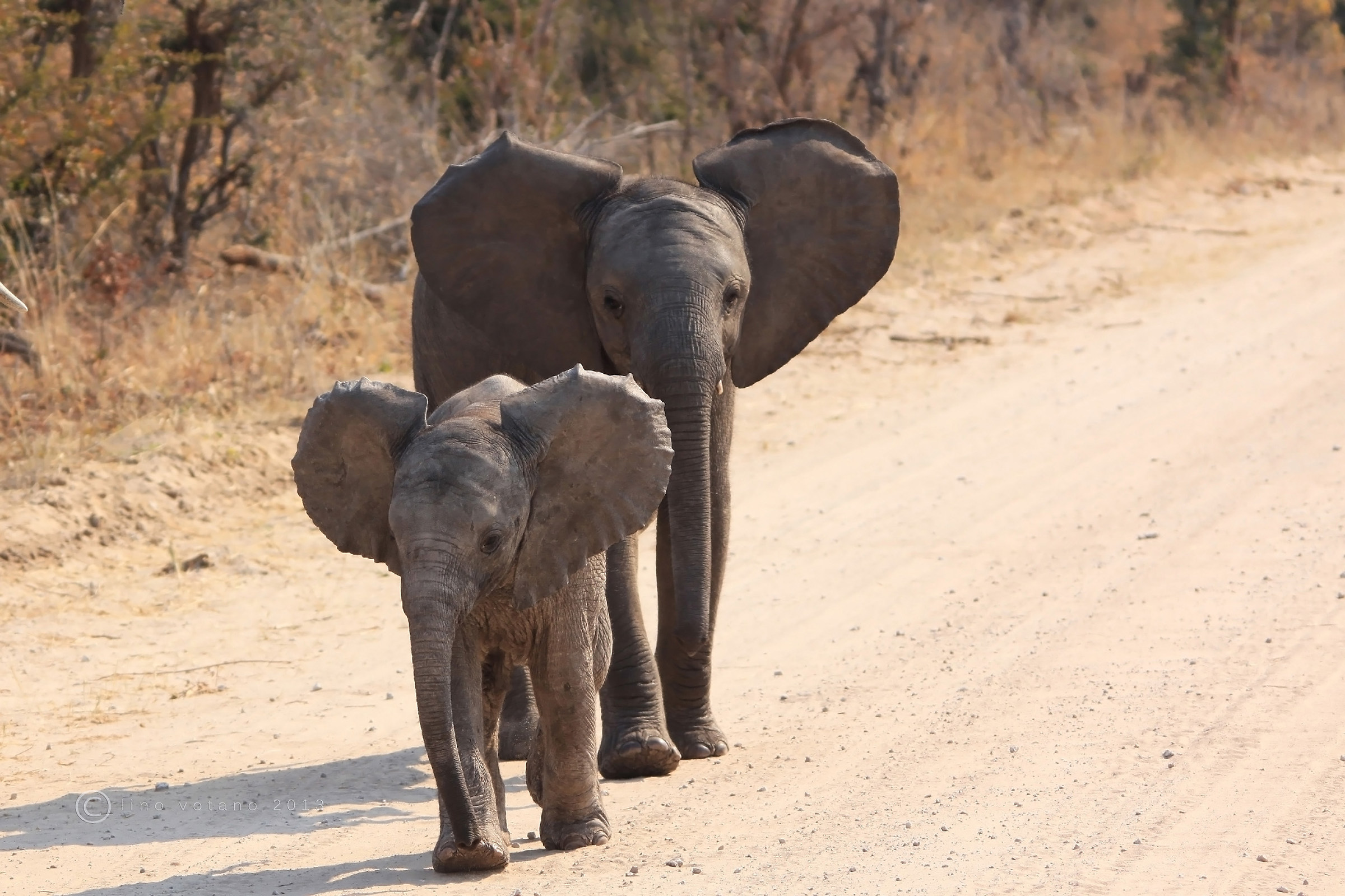 Babies..... Botswana