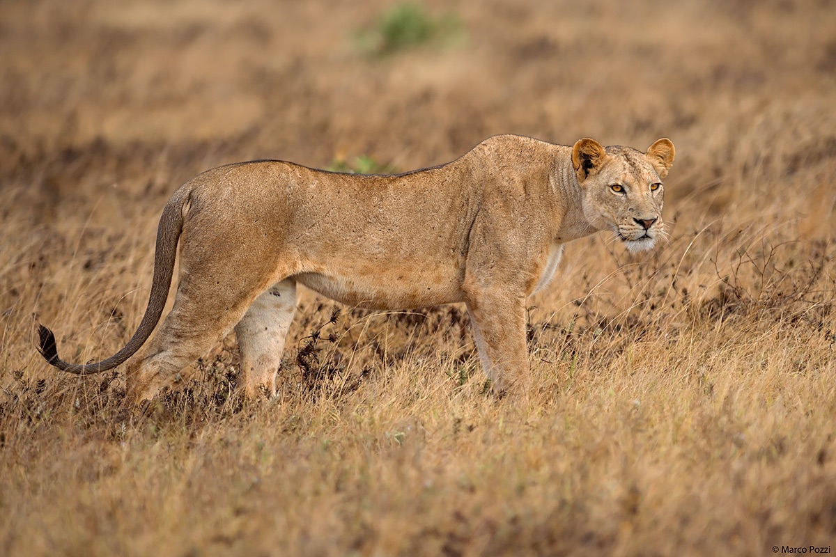 Eleganza nella savana