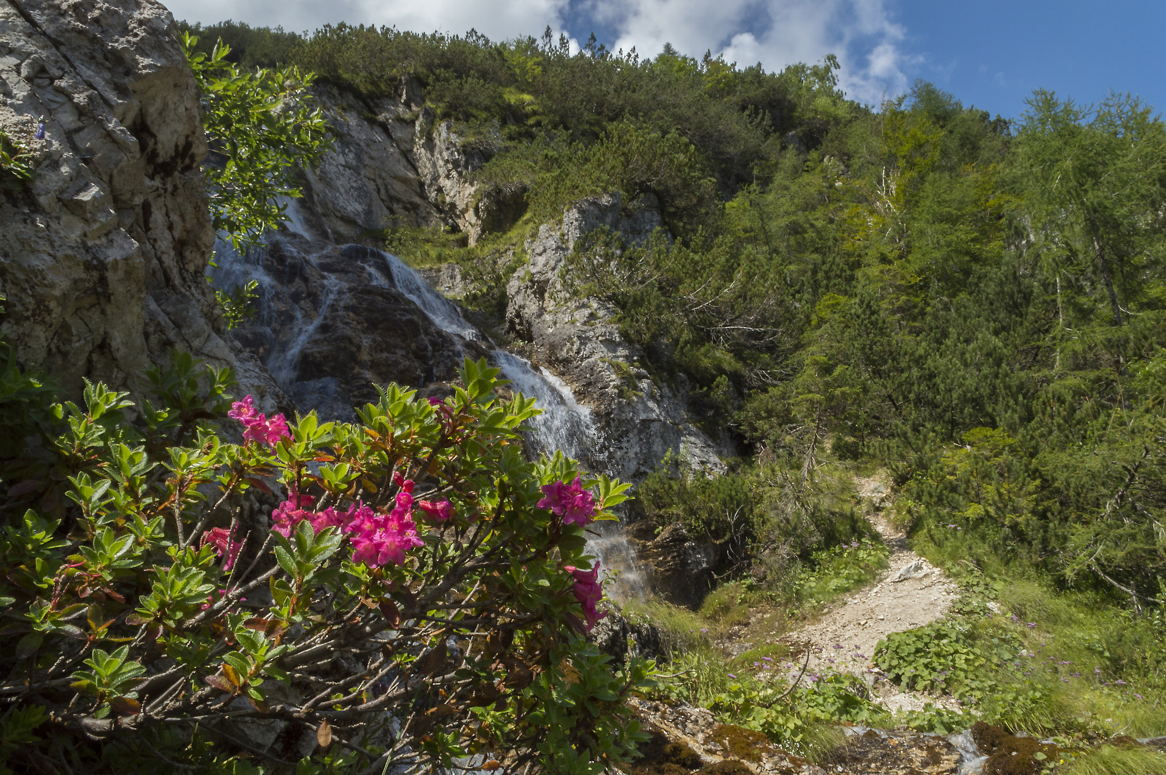 Dietro il Rododendro