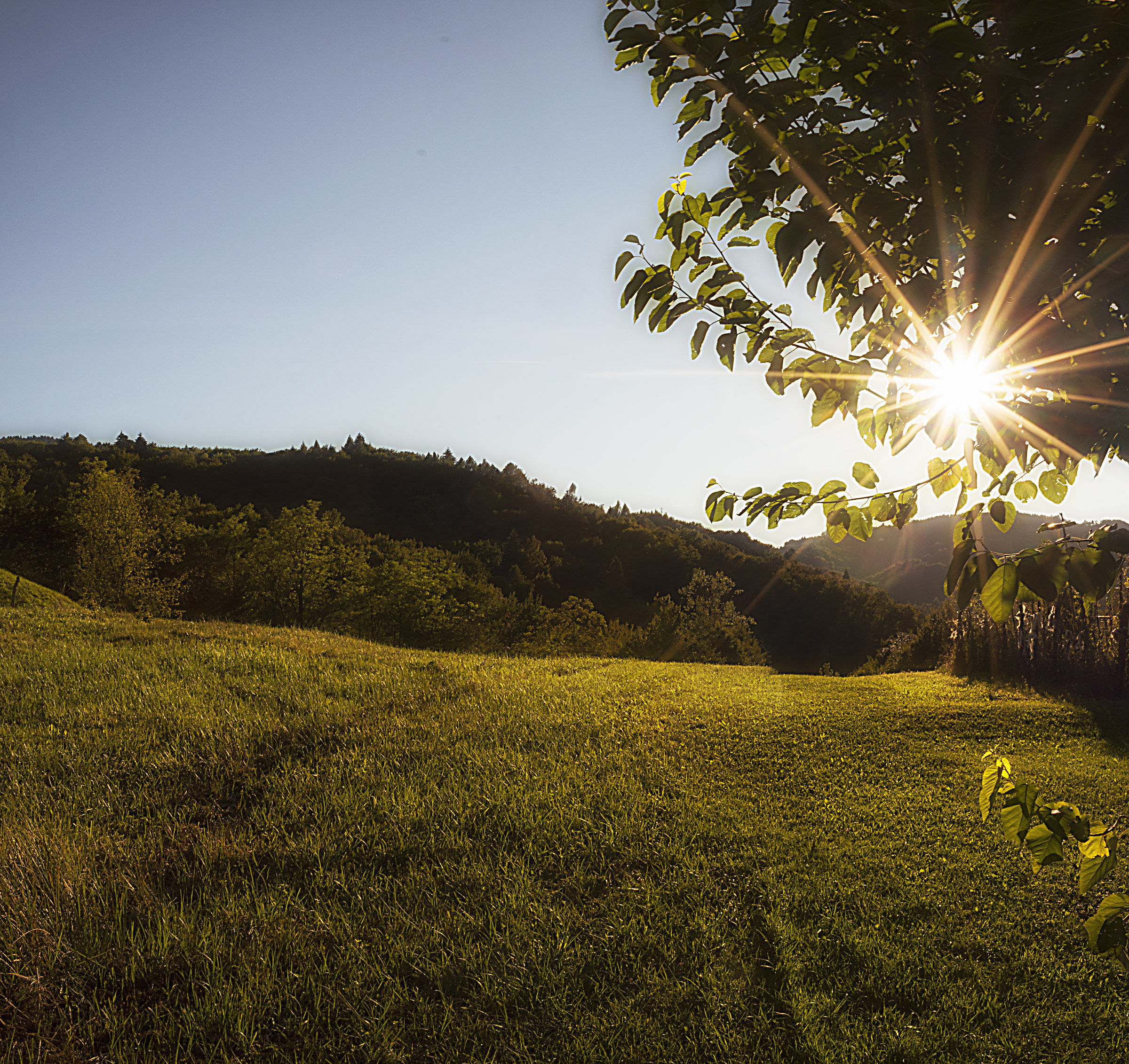 The grass was greener