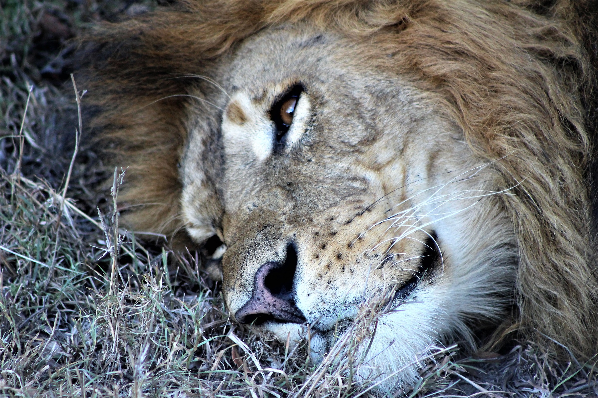 Il riposo del re leone
