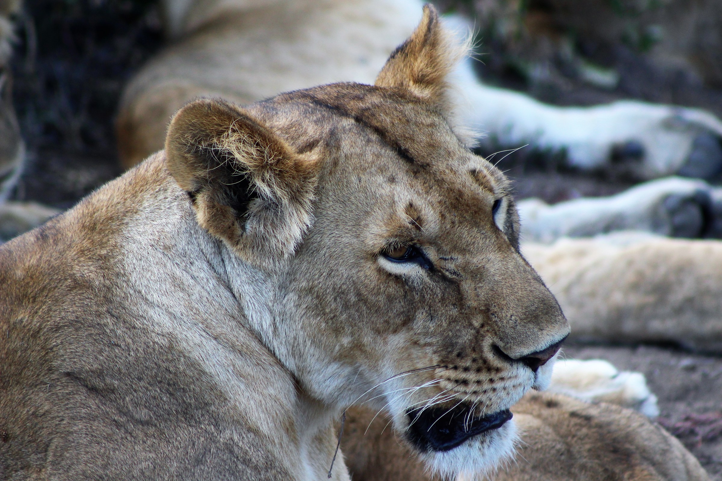 Mamma molto protettiva