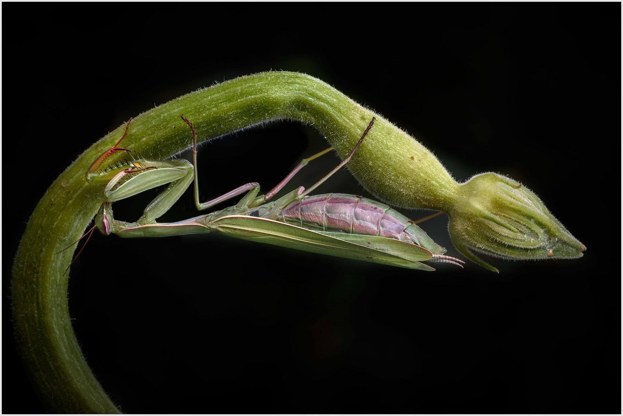 Mantis religiosa